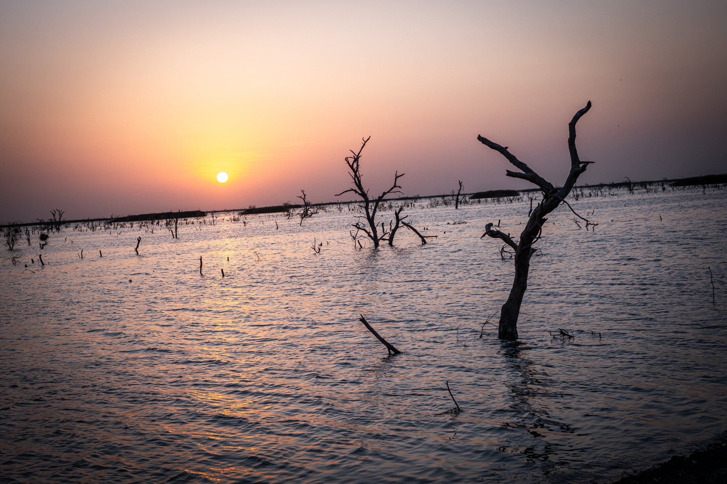 Des troncs d'arbres morts émergent des eaux qui recouvrent la plaine au nord de Bentiu. Les inondations permanentes ont profondément transformé le paysage et détruit une grande partie de la végétation originelle. État d'Unité, Soudan du Sud, mars 2026.