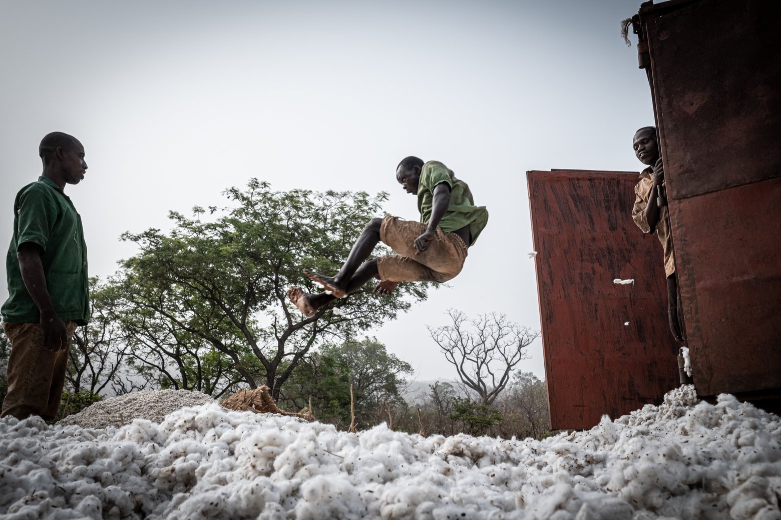 Un garçon se jette en rigolant sur un tas de coton dans la région de Tanougou.