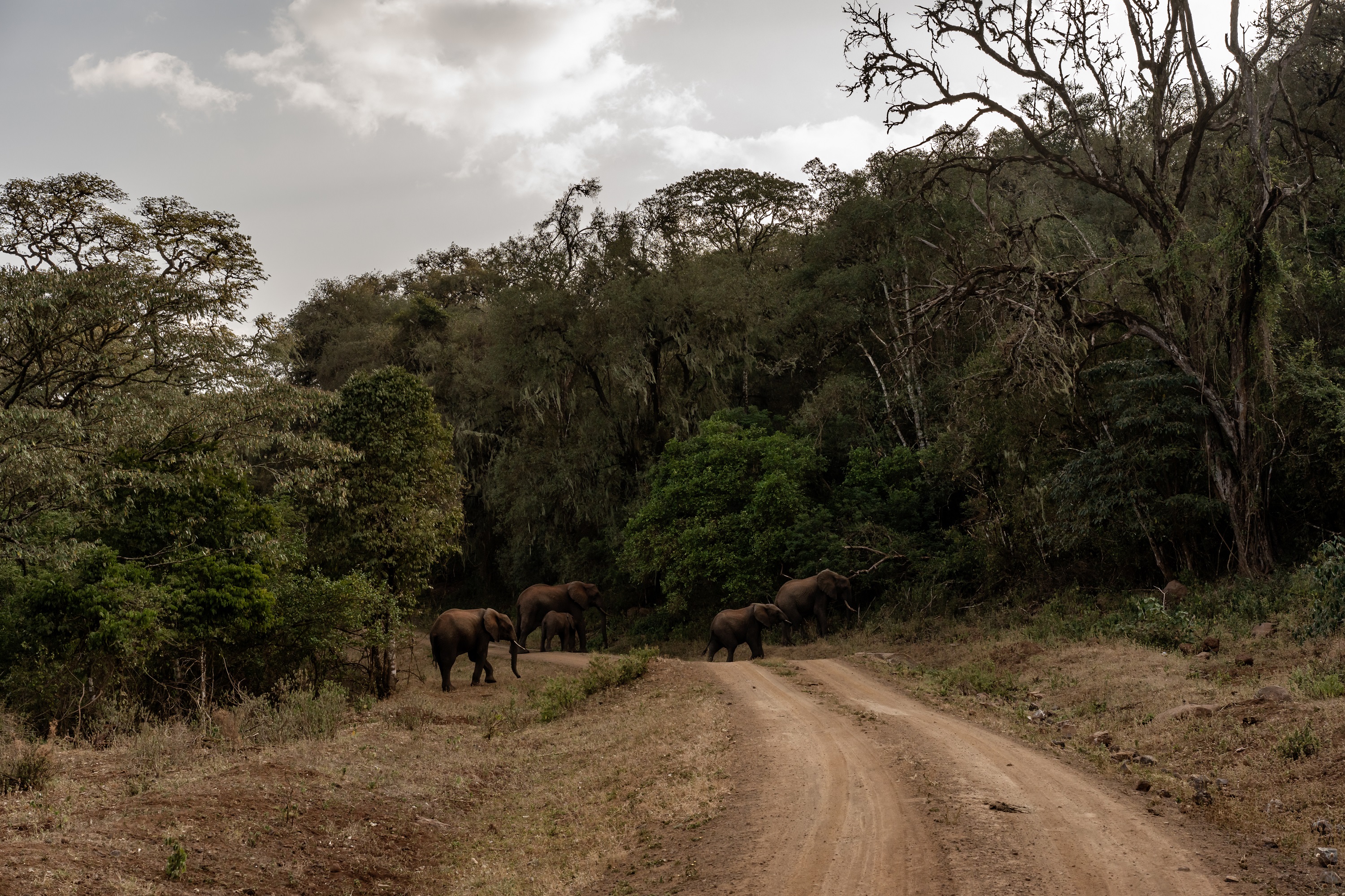 Parc national de Marsabit, 9 février 2023. Avec la sécheresse, la population des éléphants a chuté. Certains sont morts, d'autres ont migré vers l'Éthiopie.
