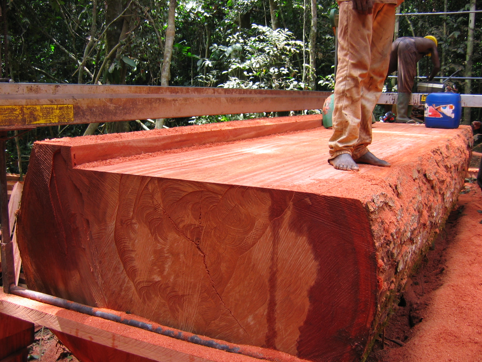 Des chercheurs ont constaté depuis plusieurs années une surexploitation des forêts du Cameroun.