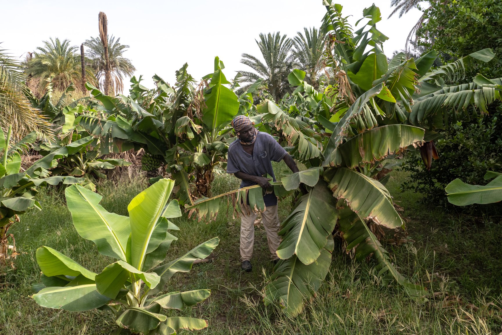Au Soudan, comme ici dans la province du Dongola, les agriculteurs craignent une baisse de la fertilité des sols avec la mise en route du barrage éthiopien.