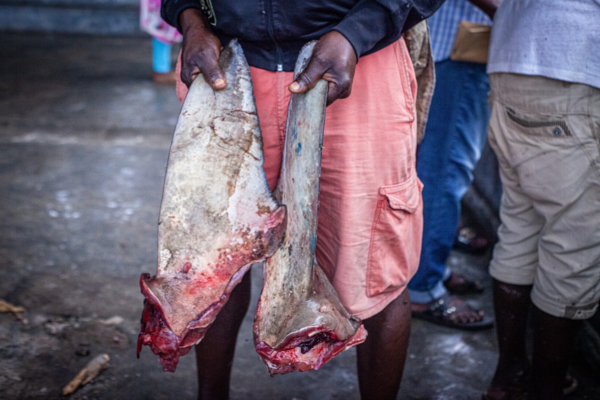 À l'arrière d'un marché de Pointe-Noire, un homme montre en cachette des ailerons qui viennent d'être découpés sur de grands requins et qui alimenteront le trafic illégal (août 2021).