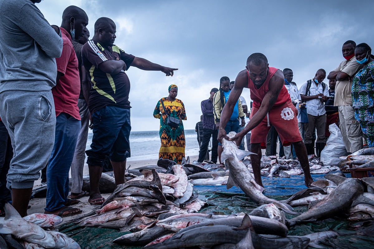 Sur la plage de Songolo, des requins sont déposés sur des bâches en plastique. Les acheteurs s'affairent et commencent à négocier (12 août 2021).
