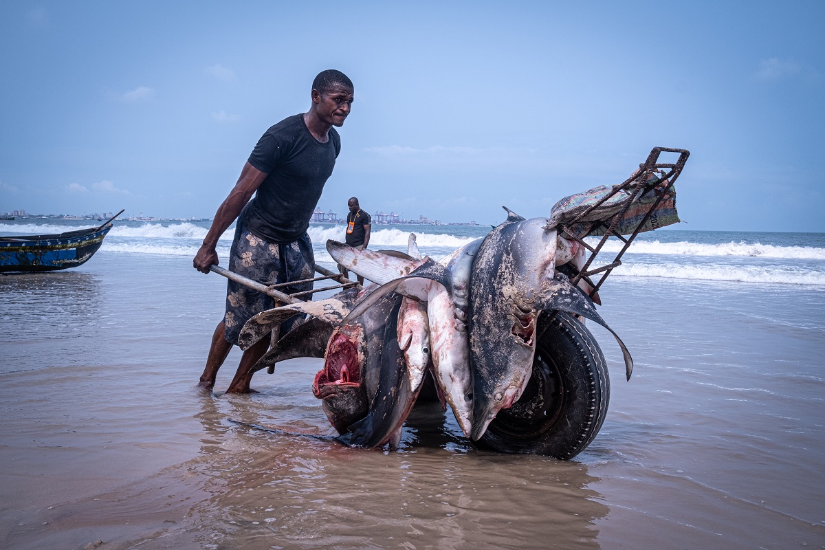 Un pêcheur s'efforce de pousser une brouette remplie de requins qui viennent d'être débarqués d'une pirogue sur la plage de Songolo (13 août 2021).