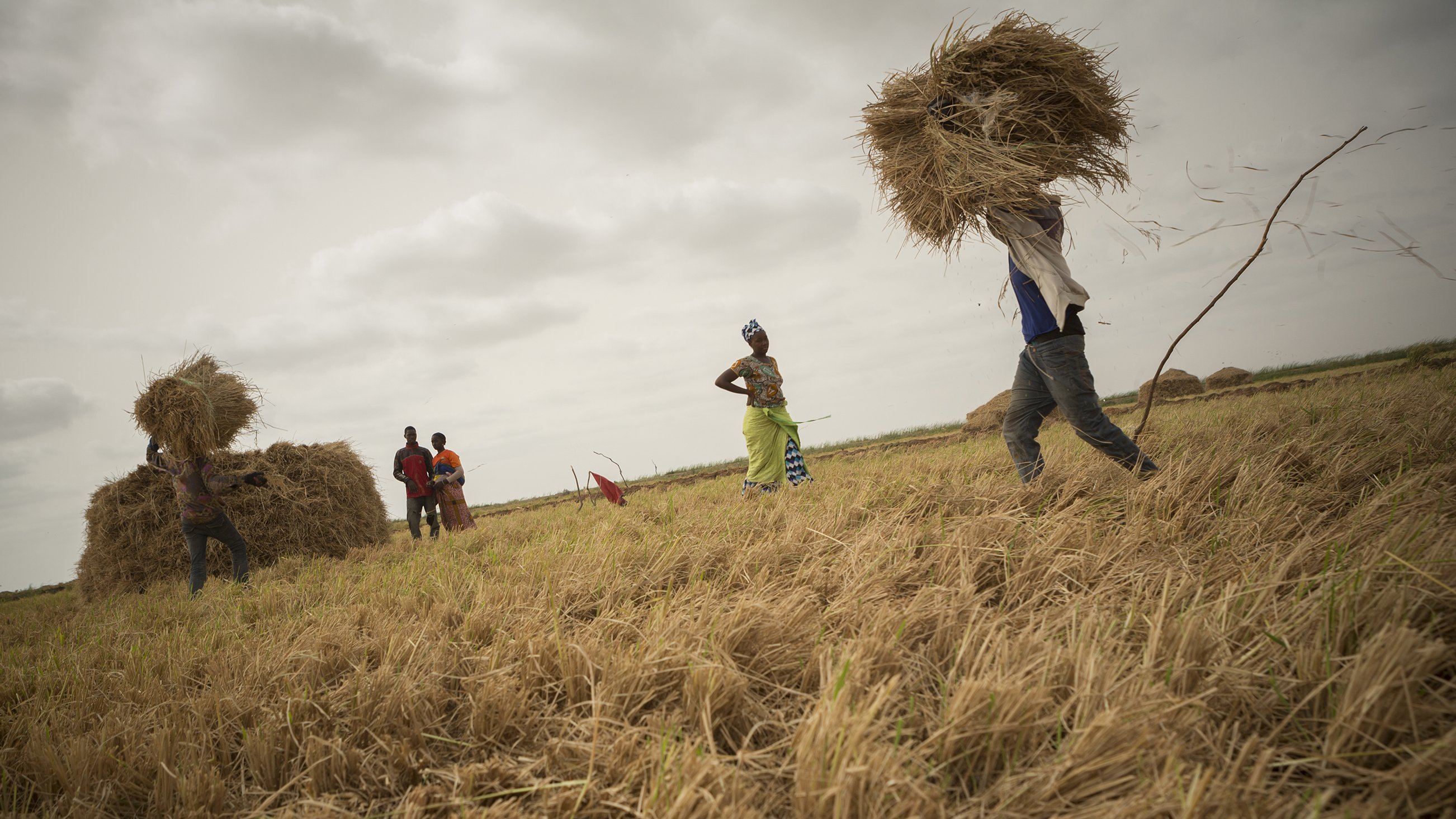 The image depicts a rural scene where several individuals are engaged in harvesting rice. In the foreground, one person is lifting a large bundle of straw or rice. In the background, a group of people can be seen working together, possibly stacking harvested straw into larger piles. The landscape appears to be an open field with golden, recently harvested rice plants scattered across the ground. The sky is overcast, suggesting a cloudy day. The atmosphere seems industrious, highlighting the communal effort in agricultural work.
