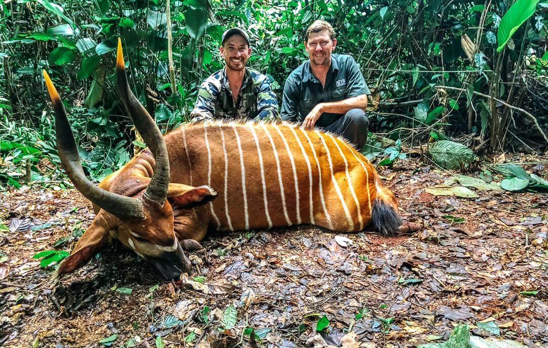 Dans cette image, deux hommes se tiennent debout près d'un grand animal couché au sol, en pleine forêt. L'animal présente un pelage brun avec des bandes blanches distinctives sur son corps, et il a de longues cornes courbées. Le fond est dense avec des feuillages verts et des arbres, évoquant un environnement tropical riche. Les hommes sourient, exprimant une attitude de fierté ou de camaraderie, tout en partageant ce moment dans la nature. Le sol est recouvert de feuilles mortes, ce qui ajoute à l'ambiance sauvage de la scène.
