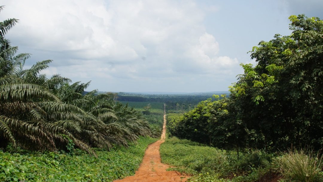 Imaginez un paysage vaste et ouvert. Au loin, un chemin de terre ocre serpente à travers des champs verdoyants, descendant doucement vers un horizon lointain. De chaque côté du chemin, de hauts arbres tropicaux aux feuilles épaisses se dressent, formant une sorte de mur végétal. Le ciel est large et lumineux, parsemé de quelques nuages blancs qui flottent doucement. Vous pouvez presque sentir l'air frais et léger, une douce brise qui transporte l'odeur de la terre humide. Ce paysage évoque une sensation de tranquillité et d'harmonie avec la nature, invitant à l'exploration.