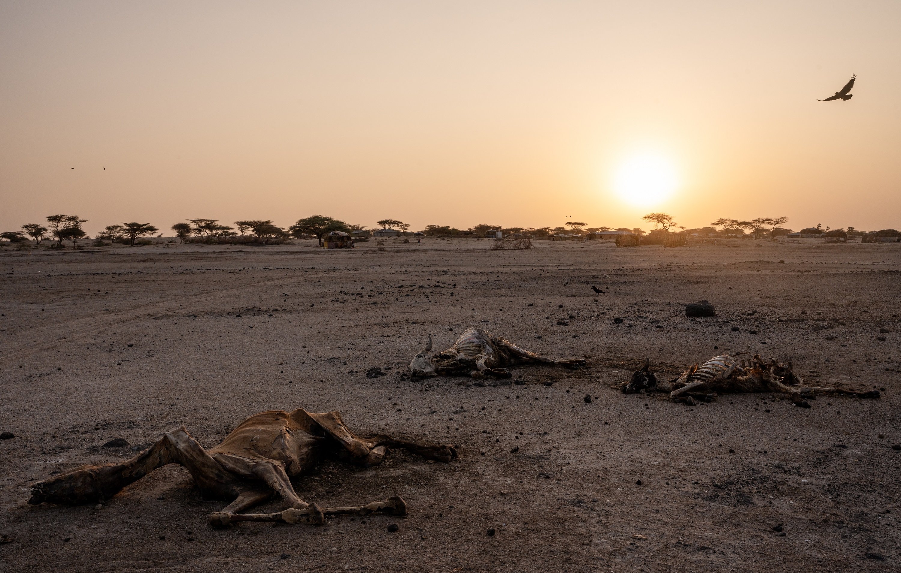 L'image montre un paysage désertique à la lumière du coucher de soleil. Le sol est aride, couvert de poussière et de petites pierres, et l'horizon est dégagé. Au premier plan, on voit plusieurs carcasses d'animaux, probablement des animaux de pâturage, gisant sur le sol. Leur état indique une mort récente, sans signes de vie autour. À l'arrière-plan, des silhouettes d'arbres se dessinent contre le ciel orangé. Un oiseau vole au-dessus, ajoutant une note de solitude à la scène. L'atmosphère générale est celle de la désolation et de la sécheresse.