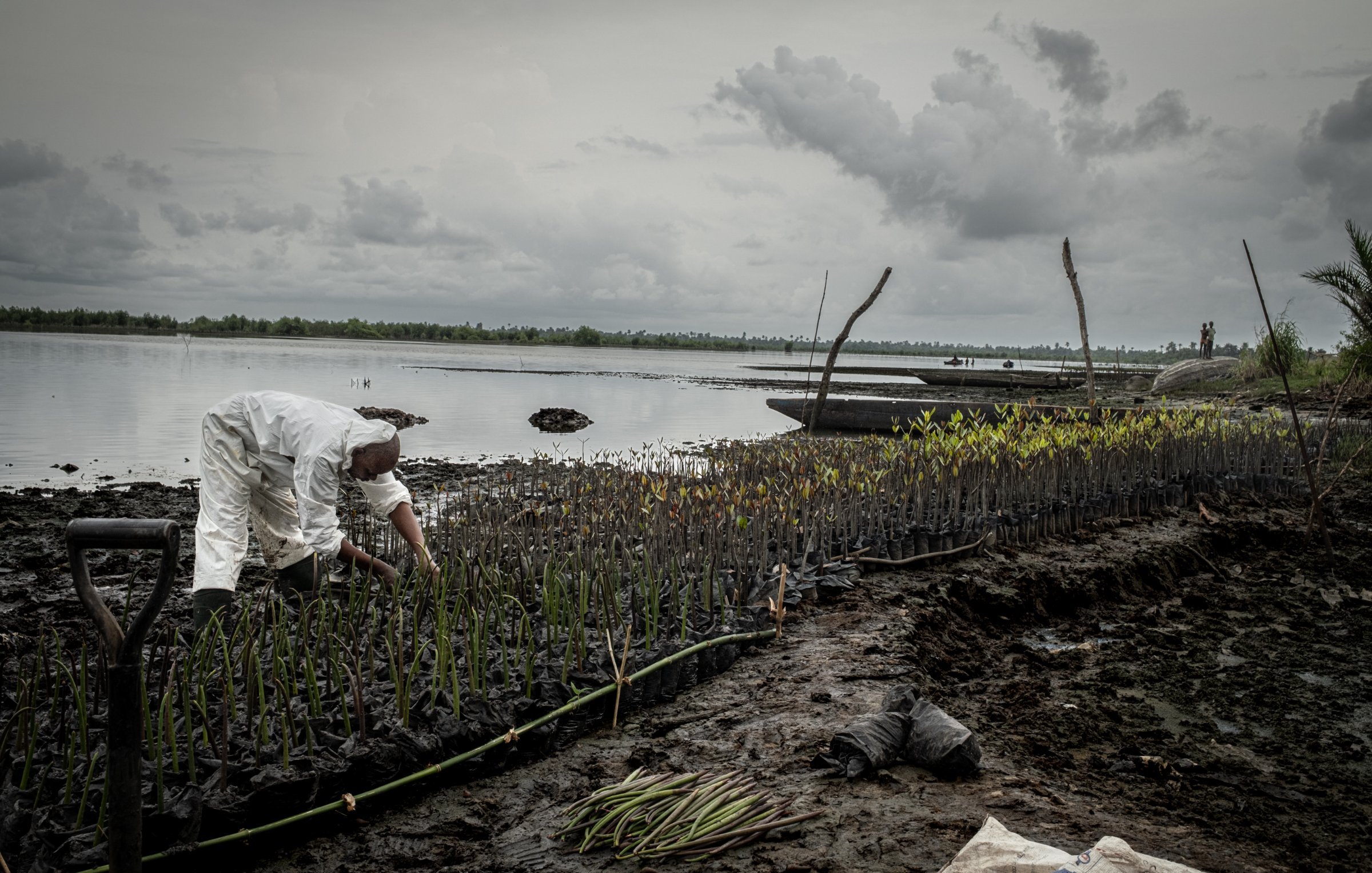 Dans cette image, on voit un homme vêtu d'une combinaison blanche, penché sur le sol marécageux d'une zone côtière. Il s'affaire à planter ou à entretenir de jeunes pousses de mangroves, alignées sur des plates-bandes sombres. La mer calme s'étend en arrière-plan, sous un ciel nuageux et gris, donnant une ambiance de paix mais aussi d'instabilité. Autour de lui, il y a des troncs d'arbres et des branches, et la nature semble en pleine régénération. La scène illustre bien les efforts de reforestation et la protection des écosystèmes côtiers.