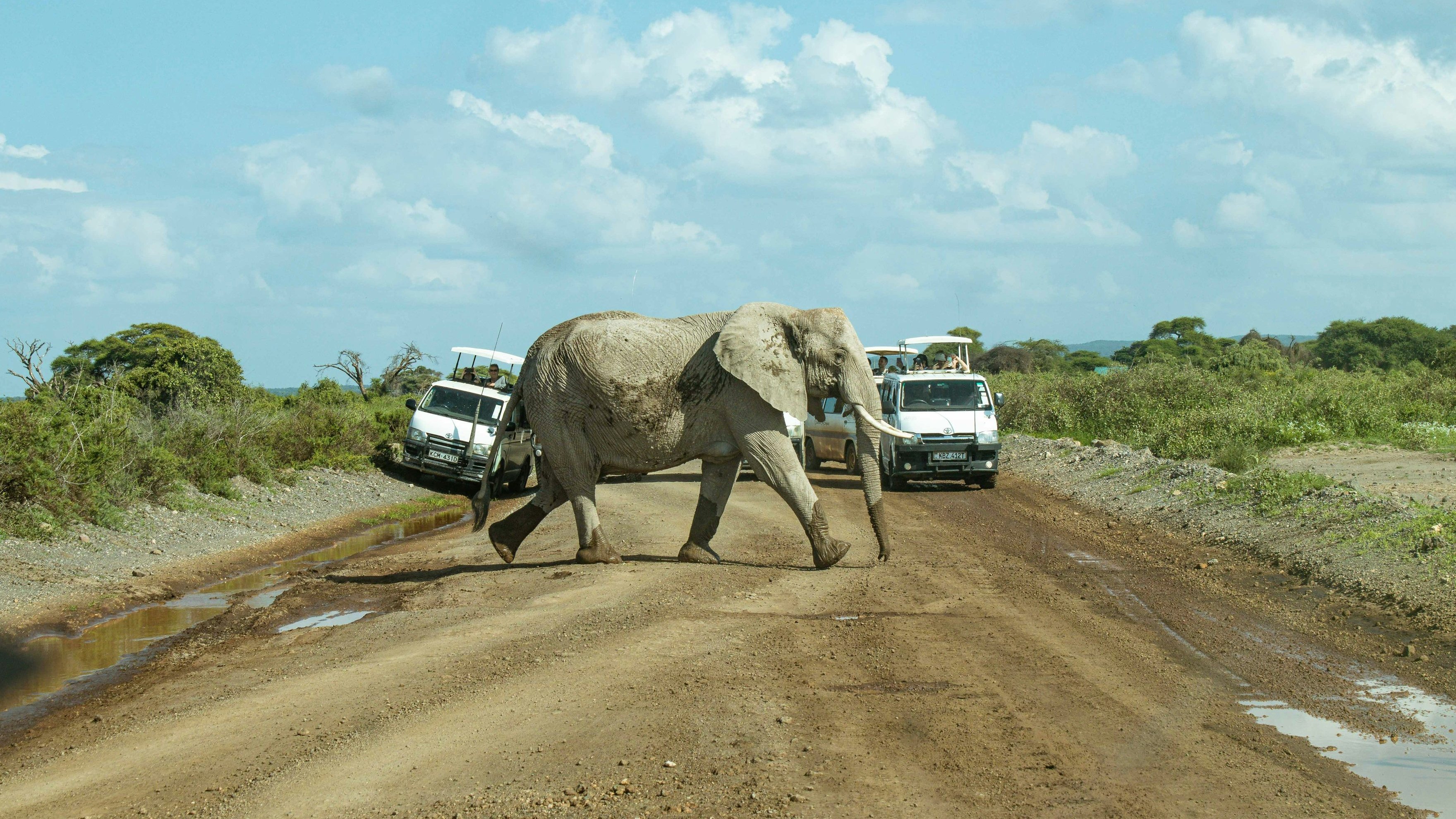L'image montre un éléphant majestueux traversant une route en terre battue. L'éléphant se déplace lentement au centre de la route, tandis que deux véhicules tout-terrain s'arrêtent sur les côtés pour lui laisser le passage. La scène est baignée dans une lumière douce, avec un ciel bleu parsemé de nuages blancs. Au loin, on aperçoit une végétation verte et des arbres, évoquant un environnement naturel sauvage. L'atmosphère est paisible, capturant un moment d'interaction entre la faune et les visiteurs.