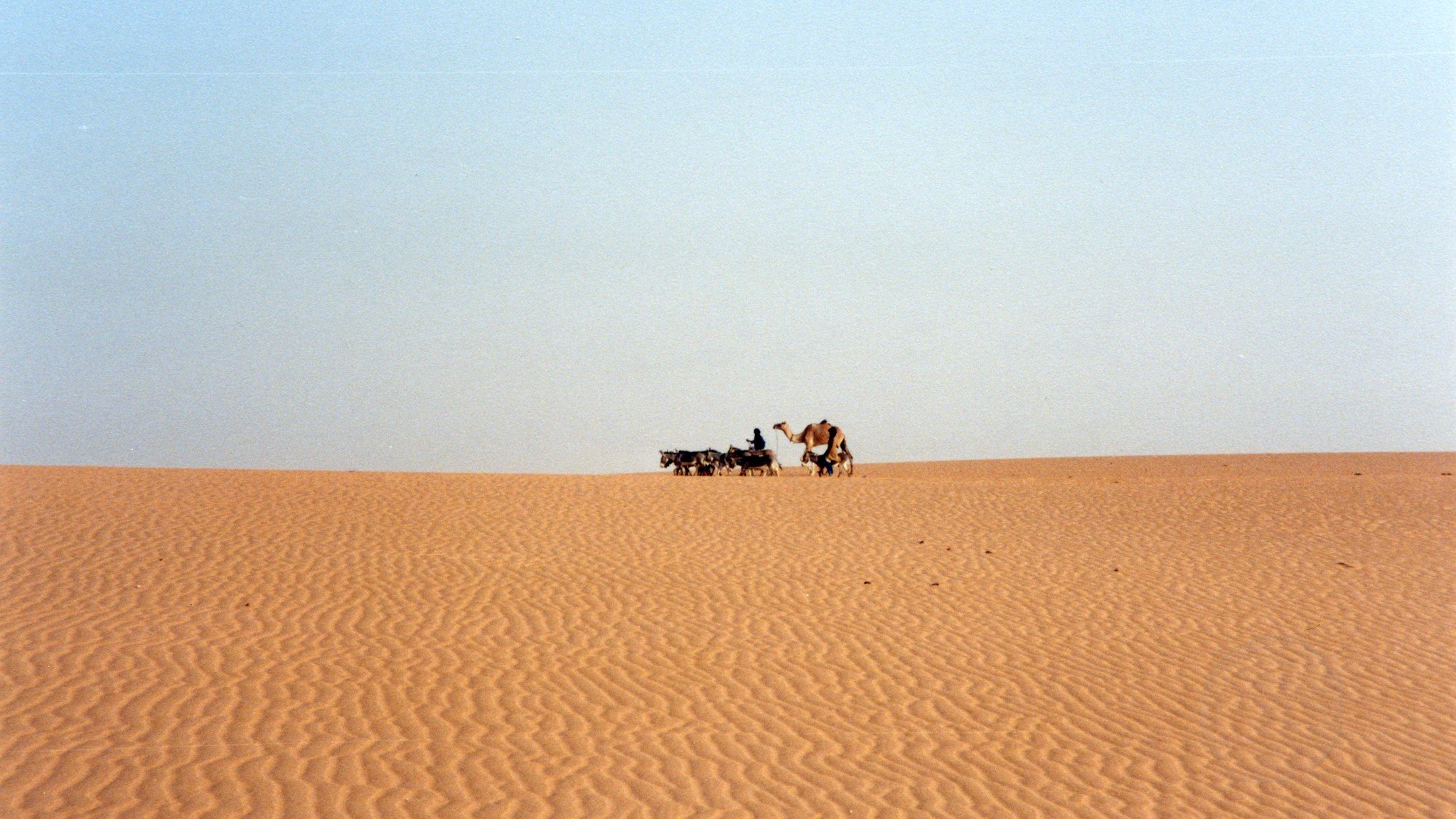 L'image montre un vaste paysage désertique. Le sol est fait de dunes de sable aux ondulations douces, créant un motif linéaire et fluide. À distance, on aperçoit un homme marchant aux côtés d'un chameau, tous deux se déplaçant lentement sur le sable. Le ciel est clair, avec une teinte douce qui contraste avec le doré du sable. L'atmosphère est paisible, presque intemporelle, évoquant l'immensité et la solitude du désert.