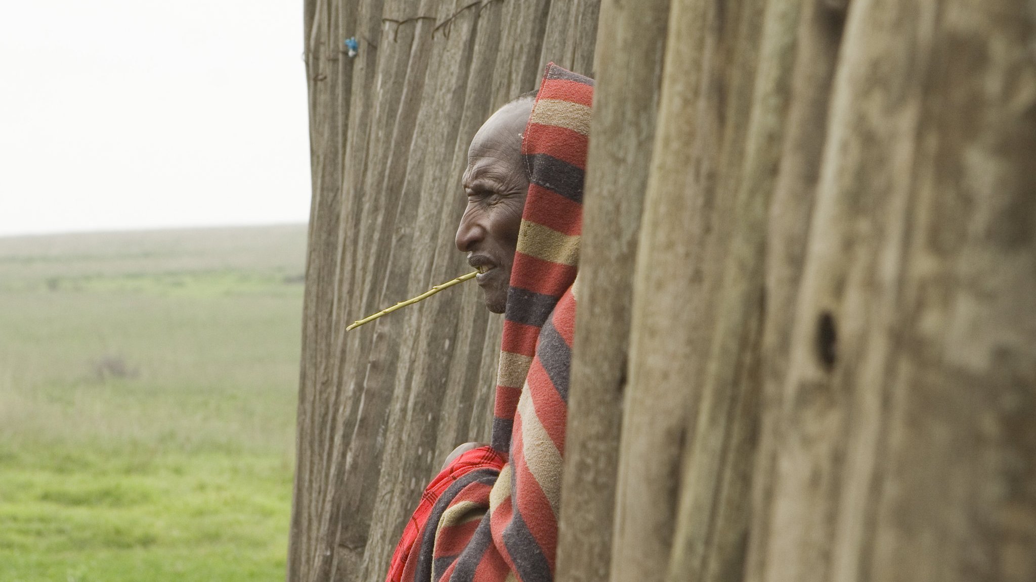 L'image représente un homme Maasai se tenant près d'une structure en bois, probablement une hutte traditionnelle. Il porte un châle coloré, fait de motifs rouges et noirs, typique de sa culture. Son expression est pensive, et il a une tige de plante entre les dents, ce qui ajoute à son air contemplatif. À l'arrière-plan, on peut apercevoir des prairies vastes et ouvertes, typiques de la région, suggérant une ambiance calme et naturelle. L'atmosphère générale de l'image transmet une connexion profonde avec la culture locale et le paysage environnant.