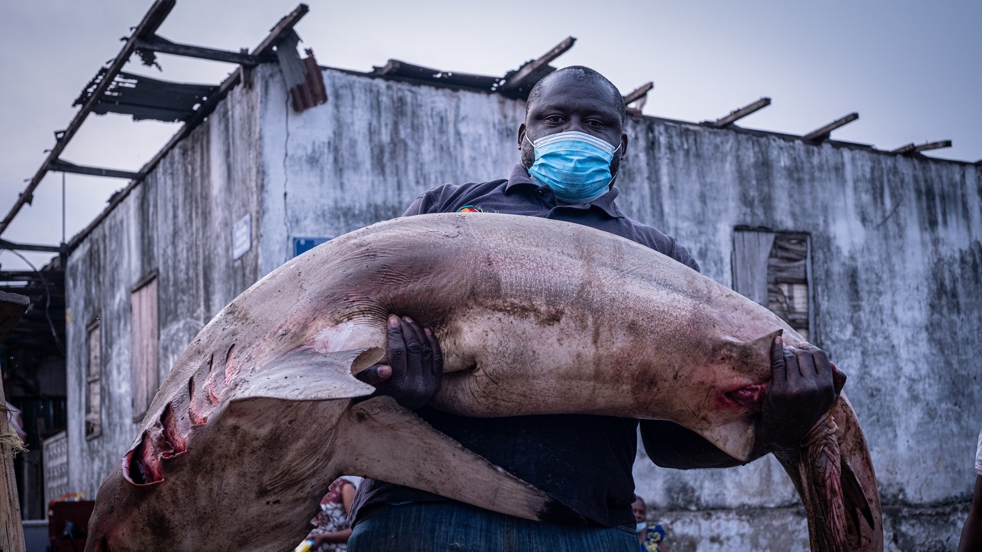 L'image montre un homme portant un gros poisson. Il est debout, affichant une expression sérieuse. Le poisson est d'une taille impressionnante, avec une peau claire et des coupures visibles sur son corps, ce qui suggère qu'il vient d'être pêché. L'homme porte un masque bleu, indiquant la nécessité de se protéger, possiblement en raison de l'environnement ou d'une pandémie. En arrière-plan, on aperçoit des bâtiments délabrés, ce qui donne une idée d'un cadre urbain ou portuaire. L'atmosphère générale est celle d'un marché de poissons ou d'une activité de pêche.