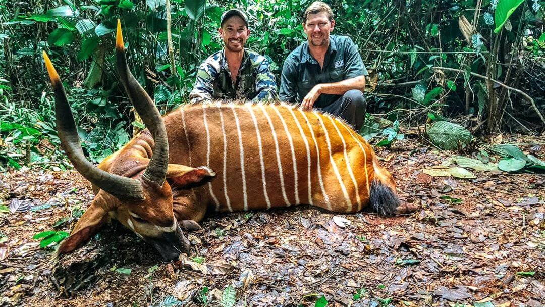Dans cette image, deux hommes se tiennent debout près d'un grand animal couché au sol, en pleine forêt. L'animal présente un pelage brun avec des bandes blanches distinctives sur son corps, et il a de longues cornes courbées. Le fond est dense avec des feuillages verts et des arbres, évoquant un environnement tropical riche. Les hommes sourient, exprimant une attitude de fierté ou de camaraderie, tout en partageant ce moment dans la nature. Le sol est recouvert de feuilles mortes, ce qui ajoute à l'ambiance sauvage de la scène.