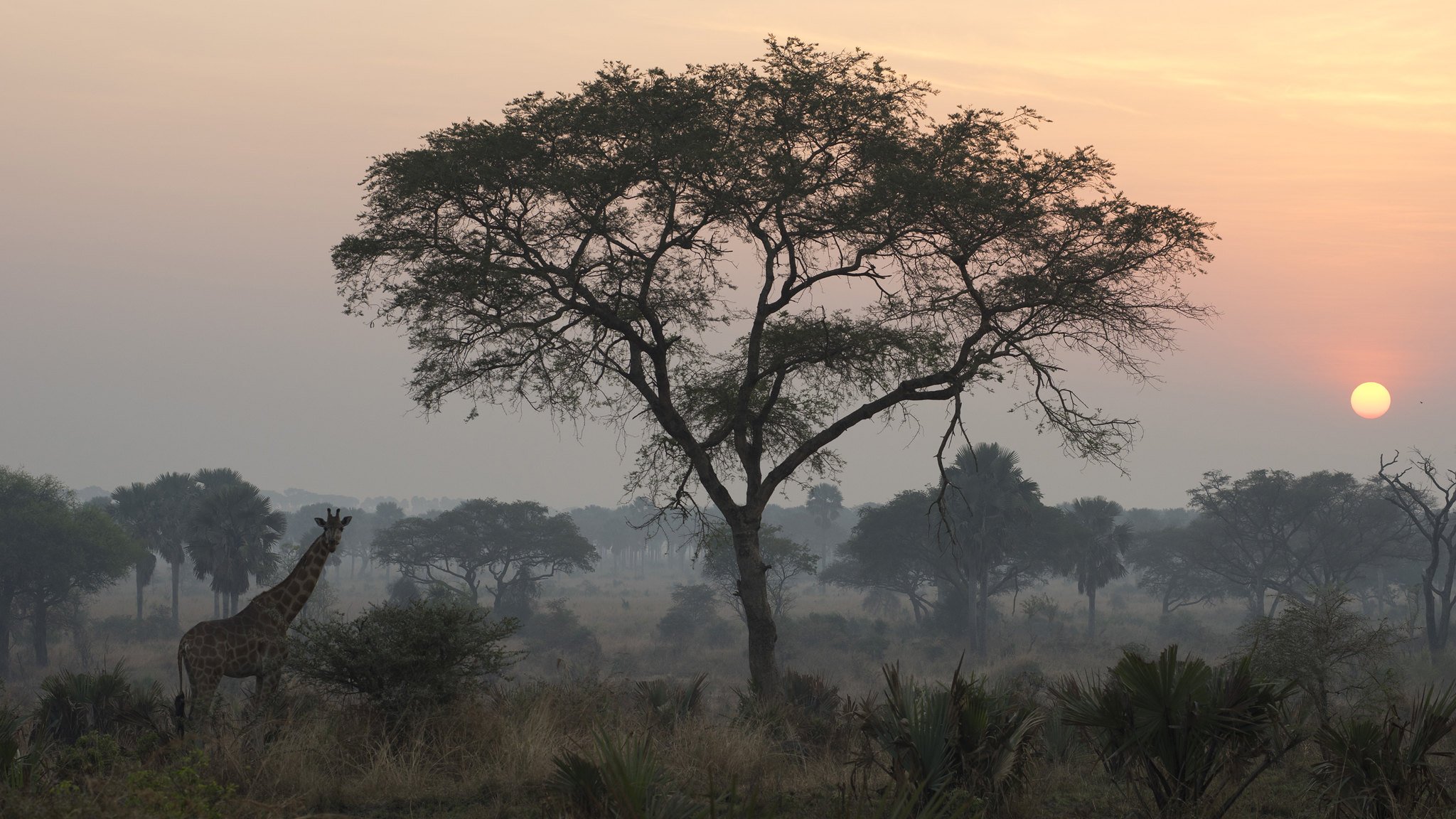 L'image montre une scène tranquille d'une savane africaine au lever du soleil. Au premier plan, on peut percevoir une girafe se tenant près d'un arbre élancé, dont les feuilles s'étendent avec grâce. La silhouette de la girafe se distingue contre l'horizon lumineux. À l'arrière-plan, le ciel est peint de teintes douces chaudes, allant de l'orange au rose, tandis que le soleil commence à se lever. Le paysage est parsemé de broussailles et d'herbes hautes, créant une atmosphère sereine et naturelle, typique d'une matinée paisible dans la savane.
