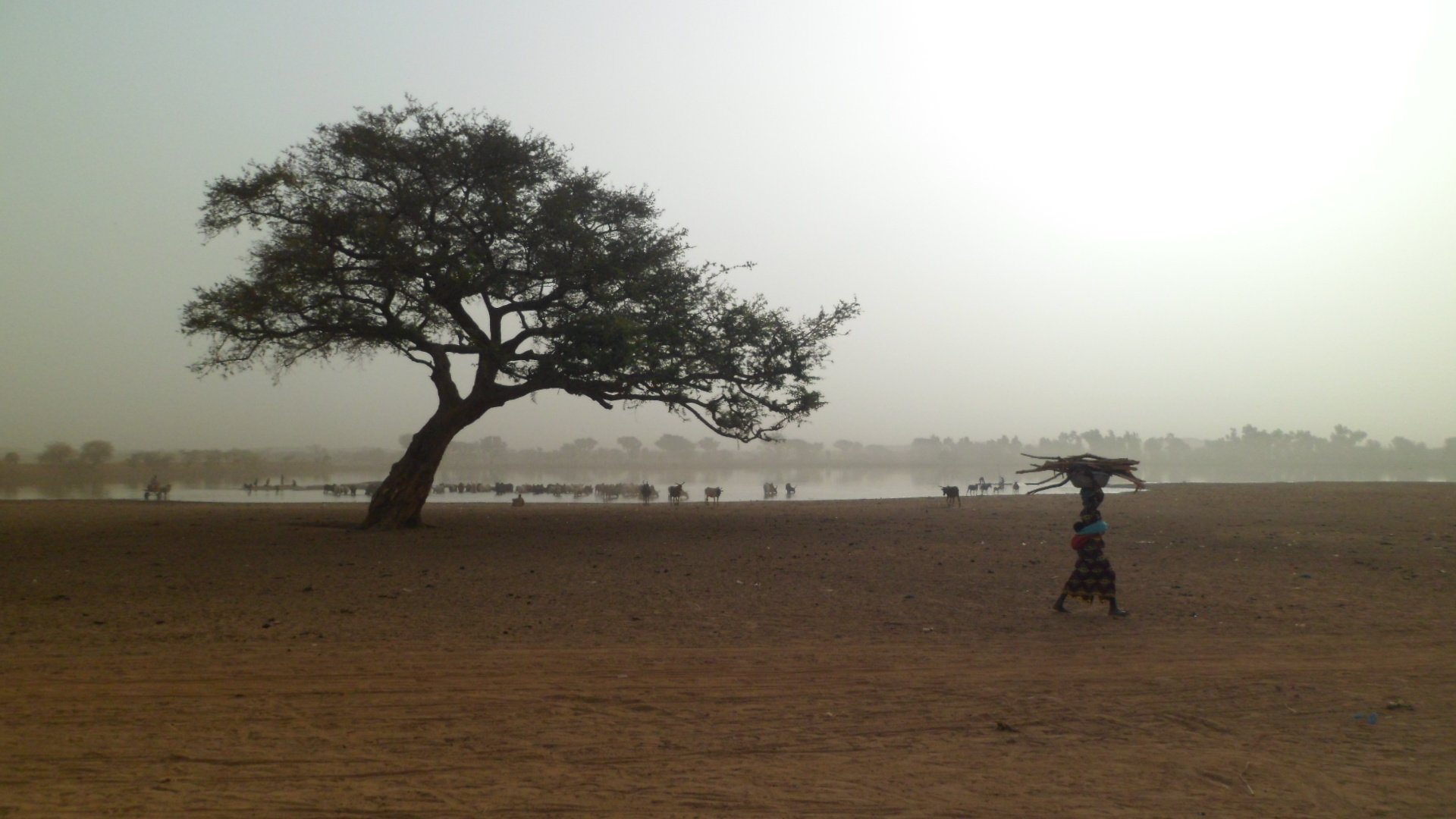 L'image montre un paysage aride dans une région sahélienne. Au premier plan, un grand arbre solitaire se dresse fièrement, ses branches s'étendant largement. La terre est sèche et poussiéreuse, avec une teinte brunâtre. À l'arrière-plan, on peut voir une étendue d'eau calme, probablement un lac ou un marécage, entouré d'arbres et de buissons. À droite, une femme transporte une charge sur sa tête, se dirigeant vers l'eau. L'atmosphère est légèrement brumeuse, suggérant une chaleur intense et un ciel clair, ce qui donne une impression de tranquillité et d'isolement.
