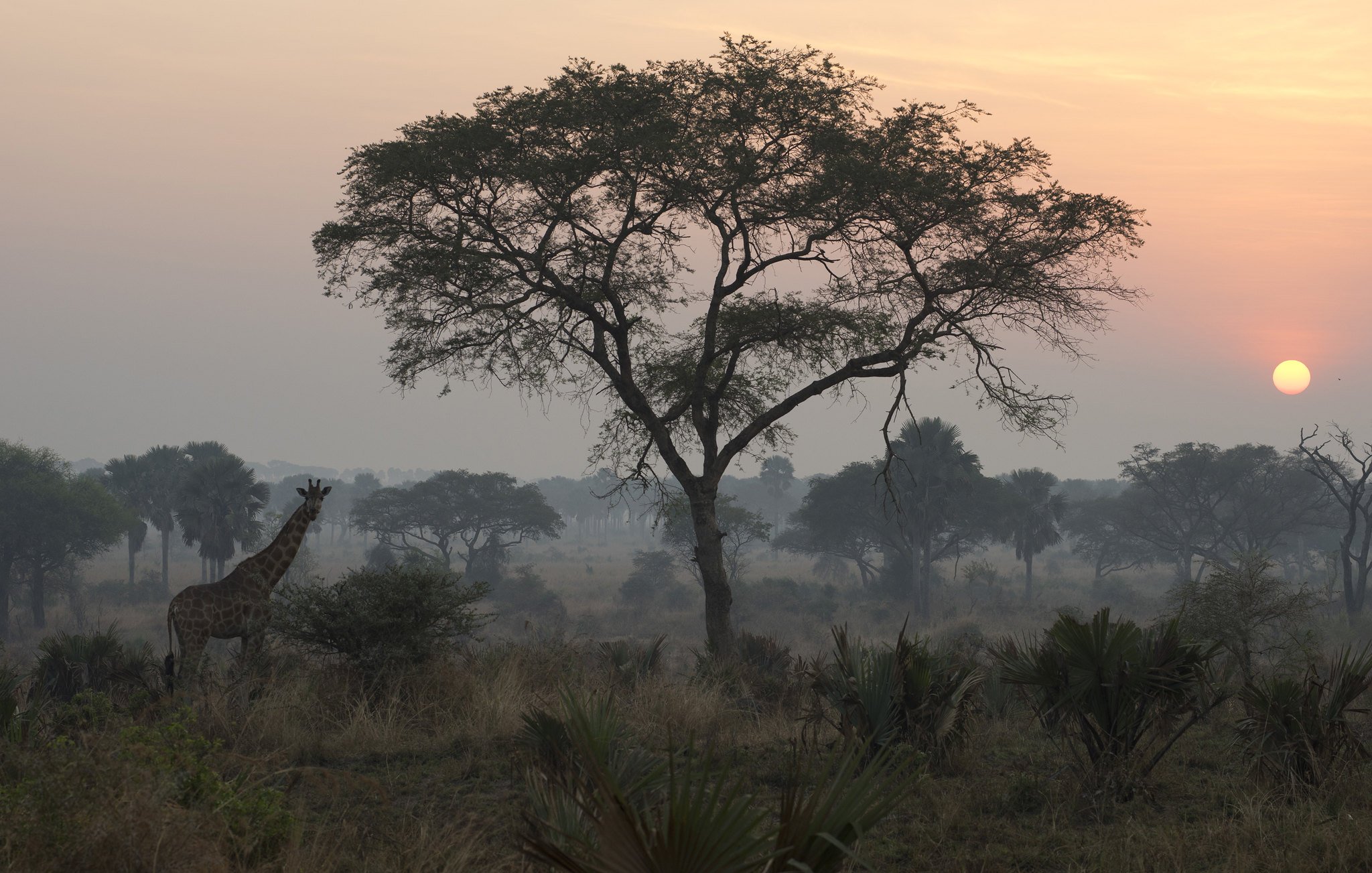 L'image montre une scène tranquille d'une savane africaine au lever du soleil. Au premier plan, on peut percevoir une girafe se tenant près d'un arbre élancé, dont les feuilles s'étendent avec grâce. La silhouette de la girafe se distingue contre l'horizon lumineux. À l'arrière-plan, le ciel est peint de teintes douces chaudes, allant de l'orange au rose, tandis que le soleil commence à se lever. Le paysage est parsemé de broussailles et d'herbes hautes, créant une atmosphère sereine et naturelle, typique d'une matinée paisible dans la savane.
