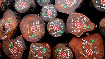 L'image montre un empilement de troncs d'arbre coupés, disposés sur le sol. Chaque rondin présente une surface lisse, révélant un bois riche en textures et en nuances de brun. Sur les troncs, on peut distinguer des marquages en peinture blanche et des points verts, suggérant une identification ou une classification. Les marquages ont une apparence bien définie, ce qui donne un aspect organisé à cet ensemble de rondins. L'atmosphère est naturelle, évoquant une scierie ou une zone de travail forestier. On peut presque sentir l'odeur du bois frais et écouter le calme de l'environnement.