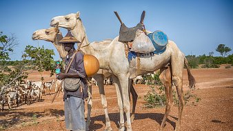 L'image montre un homme debout sur un sol rocailleux et désertique, entouré de deux chameaux. L'homme porte un chapeau traditionnel et tient dans une main un grand récipient rond. Il porte également une sorte de sac ou de besace. Les chameaux, l'un blanc et l'autre brun, portent des bagages sur leurs côtés. En arrière-plan, on peut apercevoir un groupe de chèvres qui paissent tranquillement sous un ciel bleu. L'atmosphère est chaude et ensoleillée, typique d'une région aride.
