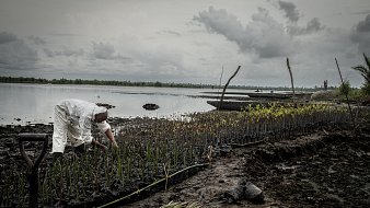 Dans cette image, on voit un homme vêtu d'une combinaison blanche, penché sur le sol marécageux d'une zone côtière. Il s'affaire à planter ou à entretenir de jeunes pousses de mangroves, alignées sur des plates-bandes sombres. La mer calme s'étend en arrière-plan, sous un ciel nuageux et gris, donnant une ambiance de paix mais aussi d'instabilité. Autour de lui, il y a des troncs d'arbres et des branches, et la nature semble en pleine régénération. La scène illustre bien les efforts de reforestation et la protection des écosystèmes côtiers.