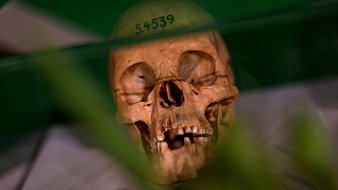 L'image montre un crâne humain placé sous une vitrine. Le crâne est beige, avec des détails visibles des dents et des cavités. Un numéro, "S.4539", est inscrit sur le sommet du crâne. En arrière-plan, on aperçoit des formes floues qui semblent être de la végétation, ajoutant une touche de verdure à la scène. La lumière se reflète légèrement sur le verre de la vitrine, créant un effet de transparence. L'ensemble dégage une ambiance à la fois scientifique et légèrement mystérieuse.