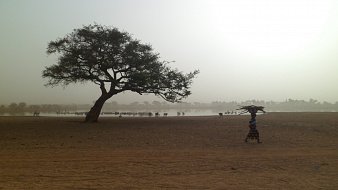 L'image montre un paysage aride dans une région sahélienne. Au premier plan, un grand arbre solitaire se dresse fièrement, ses branches s'étendant largement. La terre est sèche et poussiéreuse, avec une teinte brunâtre. À l'arrière-plan, on peut voir une étendue d'eau calme, probablement un lac ou un marécage, entouré d'arbres et de buissons. À droite, une femme transporte une charge sur sa tête, se dirigeant vers l'eau. L'atmosphère est légèrement brumeuse, suggérant une chaleur intense et un ciel clair, ce qui donne une impression de tranquillité et d'isolement.