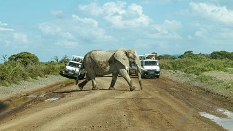 L'image montre un éléphant majestueux traversant une route en terre battue. L'éléphant se déplace lentement au centre de la route, tandis que deux véhicules tout-terrain s'arrêtent sur les côtés pour lui laisser le passage. La scène est baignée dans une lumière douce, avec un ciel bleu parsemé de nuages blancs. Au loin, on aperçoit une végétation verte et des arbres, évoquant un environnement naturel sauvage. L'atmosphère est paisible, capturant un moment d'interaction entre la faune et les visiteurs.