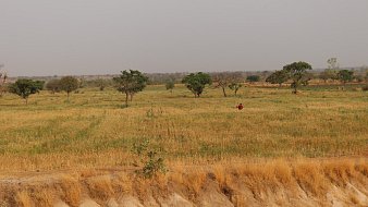 Cette image montre un vaste paysage de campagne. Au premier plan, on peut voir un sol légèrement incliné, avec une texture sèche et beige, indiquant une période de sécheresse. En arrière-plan, une étendue de champs couleur or se déploie, parsemée de quelques arbres verts à feuillage. Le ciel est couvert d'un léger nuage, créant une atmosphère calme et paisible. Au centre de la scène, une silhouette humaine, vêtue de rouge, se tient debout, semblant observer les alentours. L'ensemble dégage une impression de sérénité et de connexion avec la nature.