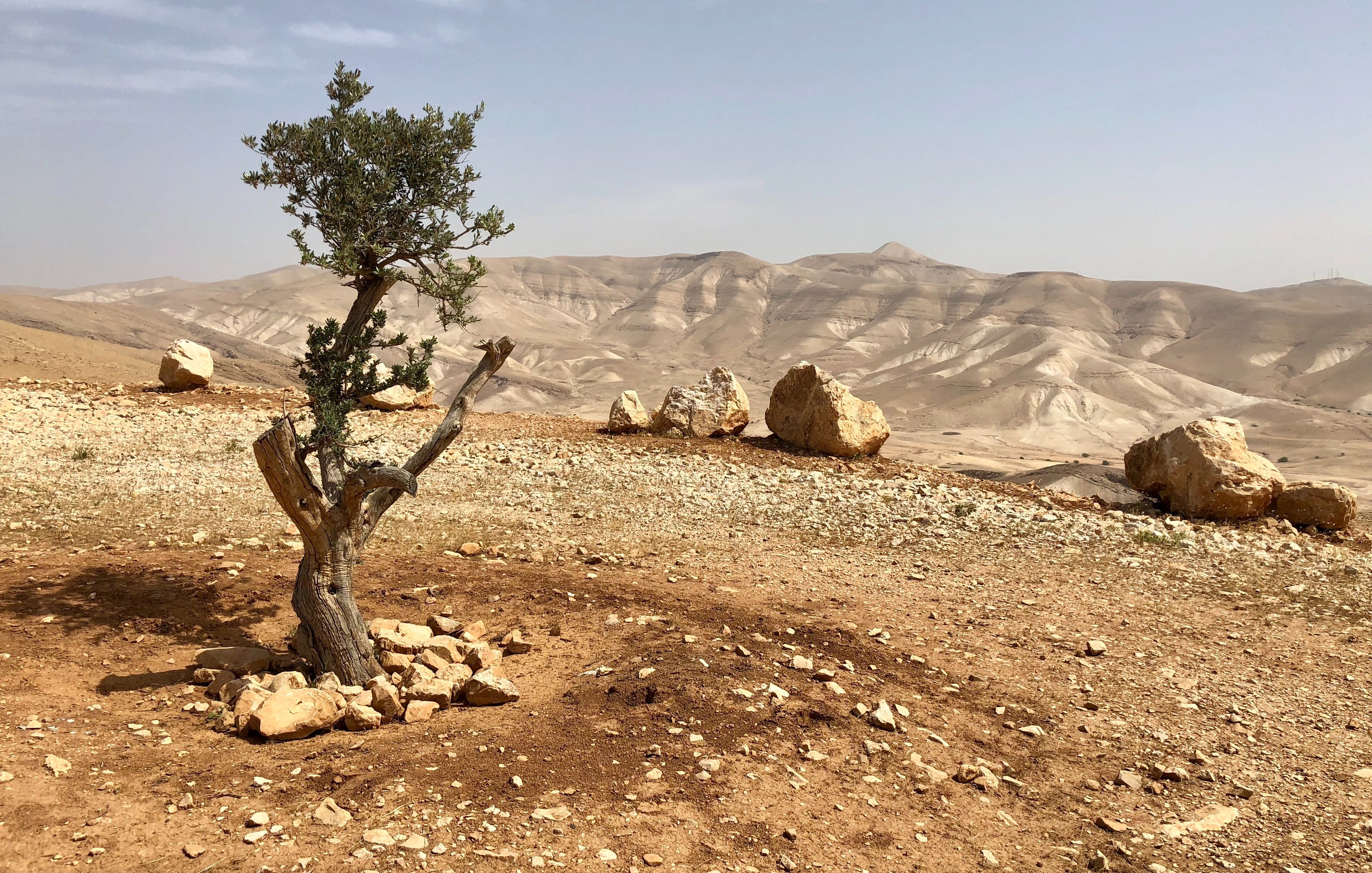 Cette image montre un paysage aride et désertique. Au premier plan, un petit arbre sec, avec une branche noueuse et des feuilles rares, se dresse solitaire sur un sol de terre ocre, parsemé de petites pierres. Autour de l'arbre, il y a un cercle de grosses pierres, peut-être pour le protéger. En arrière-plan, des collines douces et ondulées s'étendent à perte de vue, revêtues d'une teinte beige clair, évoquant un environnement sec et chaud. Le ciel est légèrement nuageux, ajoutant une douce lumière au paysage. L'ensemble crée une atmosphère de calme et de solitude dans ce milieu naturel.