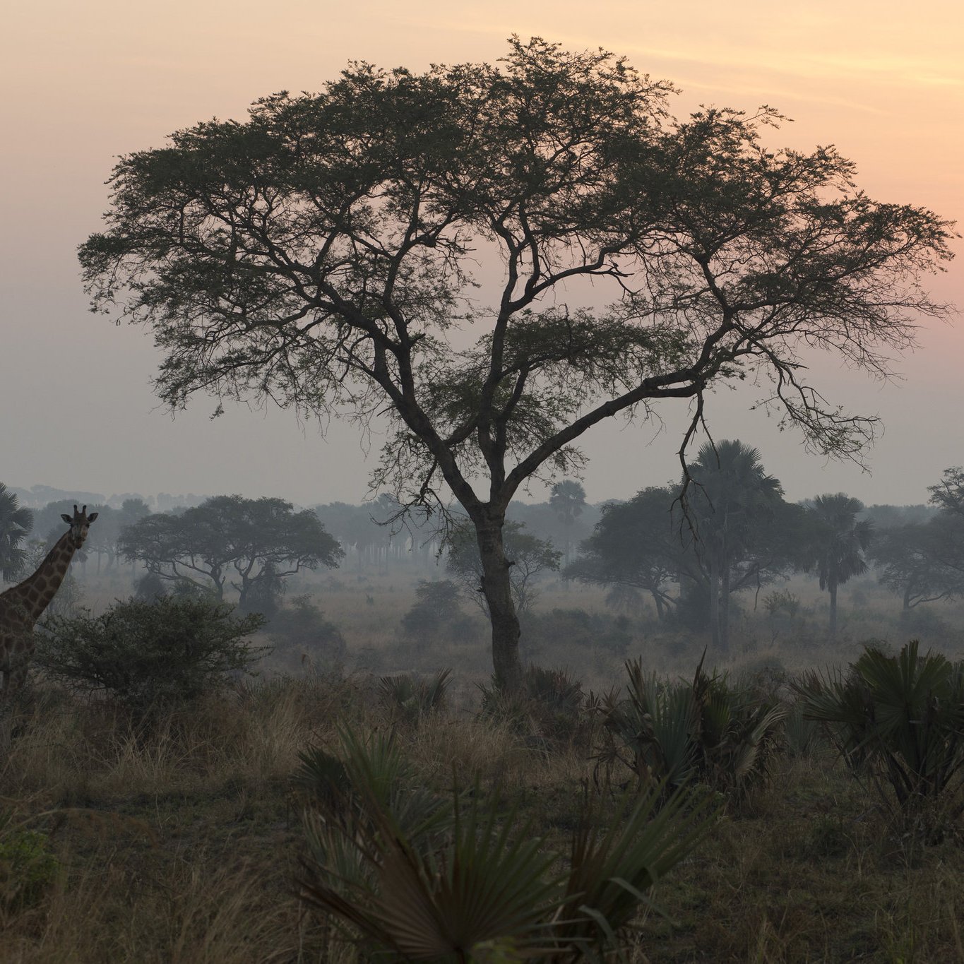 L'image montre une scène tranquille d'une savane africaine au lever du soleil. Au premier plan, on peut percevoir une girafe se tenant près d'un arbre élancé, dont les feuilles s'étendent avec grâce. La silhouette de la girafe se distingue contre l'horizon lumineux. À l'arrière-plan, le ciel est peint de teintes douces chaudes, allant de l'orange au rose, tandis que le soleil commence à se lever. Le paysage est parsemé de broussailles et d'herbes hautes, créant une atmosphère sereine et naturelle, typique d'une matinée paisible dans la savane.
