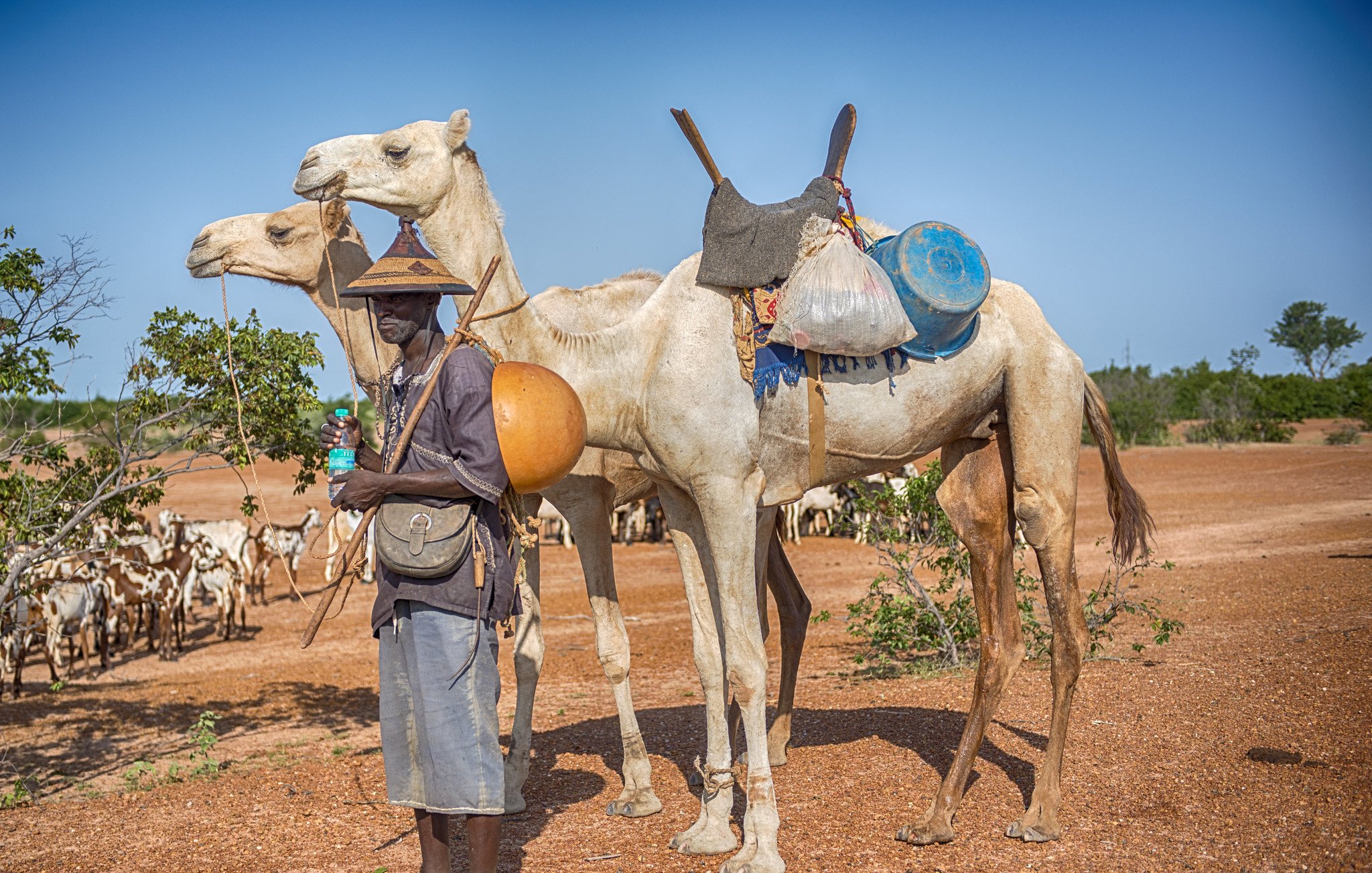 L'image montre un homme debout sur un sol rocailleux et désertique, entouré de deux chameaux. L'homme porte un chapeau traditionnel et tient dans une main un grand récipient rond. Il porte également une sorte de sac ou de besace. Les chameaux, l'un blanc et l'autre brun, portent des bagages sur leurs côtés. En arrière-plan, on peut apercevoir un groupe de chèvres qui paissent tranquillement sous un ciel bleu. L'atmosphère est chaude et ensoleillée, typique d'une région aride.