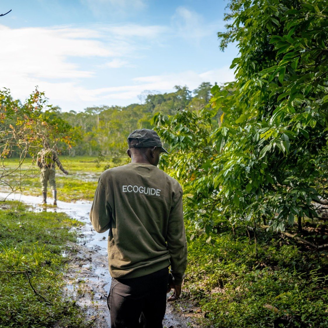 Dans cette image, nous voyons un paysage naturel luxuriant. Au premier plan, un guide, portant un vêtement avec l'inscription "ECOGUIDE", se tient de dos. Il marche sur un sentier marécageux entouré de feuillage verdoyant. À l'arrière-plan, on aperçoit une autre silhouette, probablement un autre guide ou un observateur, qui semble interagir avec la nature. Le ciel est clair avec quelques nuages, laissant transparaître une belle lumière naturelle, ajoutant à l'atmosphère paisible de cet environnement sauvage. L'ensemble évoque une expérience immersive dans la nature, riche en biodiversité et en découverte.