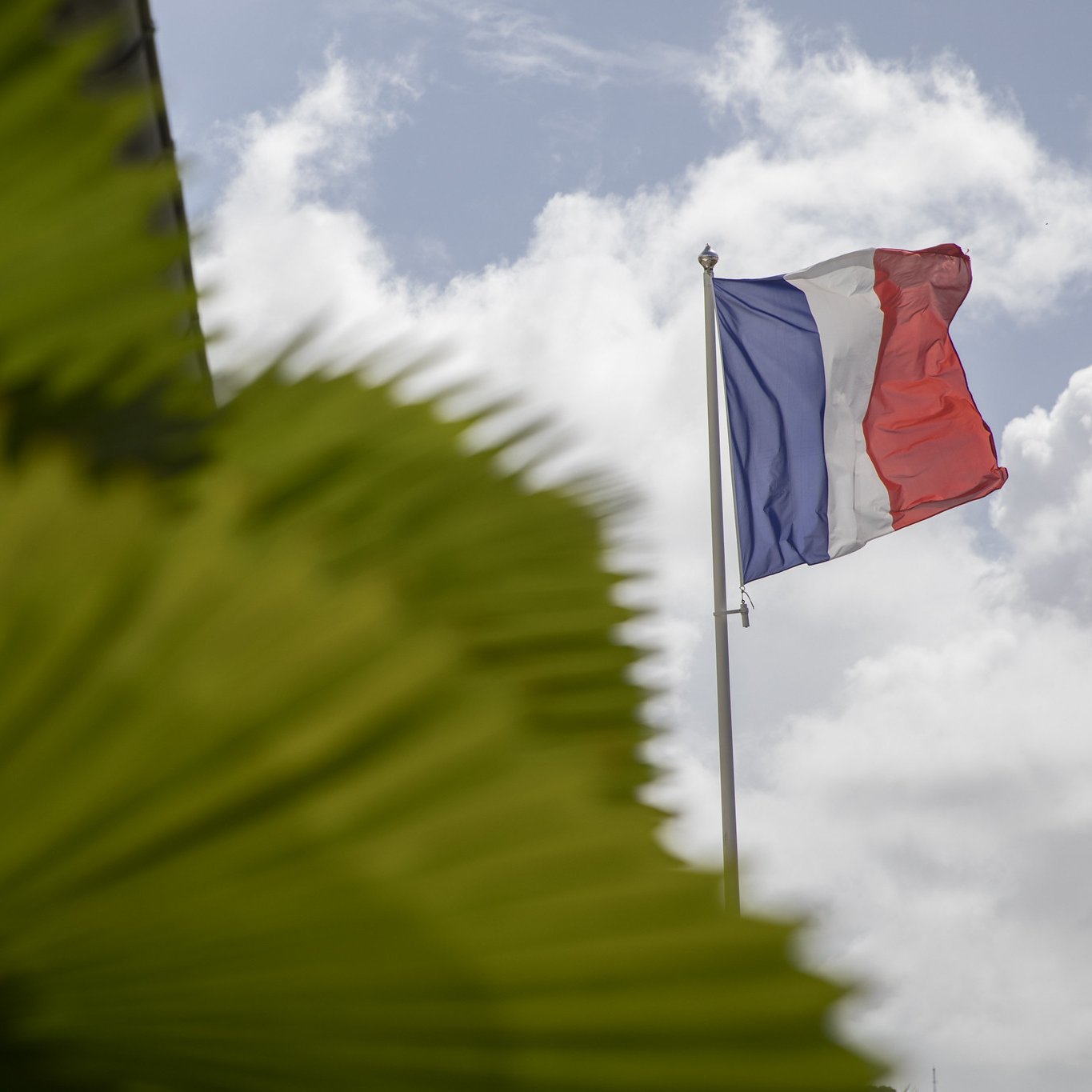 L'image présente un drapeau français flottant au vent. Le drapeau est tricolore, composé de trois bandes verticales : bleu à gauche, blanc au centre et rouge à droite. En avant-plan, on aperçoit des feuilles vertes luxuriantes, probablement d'une plante tropicale, qui ajoutent une touche de nature et de couleur à la scène. Le ciel est partiellement nuageux, ce qui crée un contraste agréable avec les couleurs vives du drapeau et le vert des feuilles. L'ensemble dégage une atmosphère à la fois nationale et naturelle.