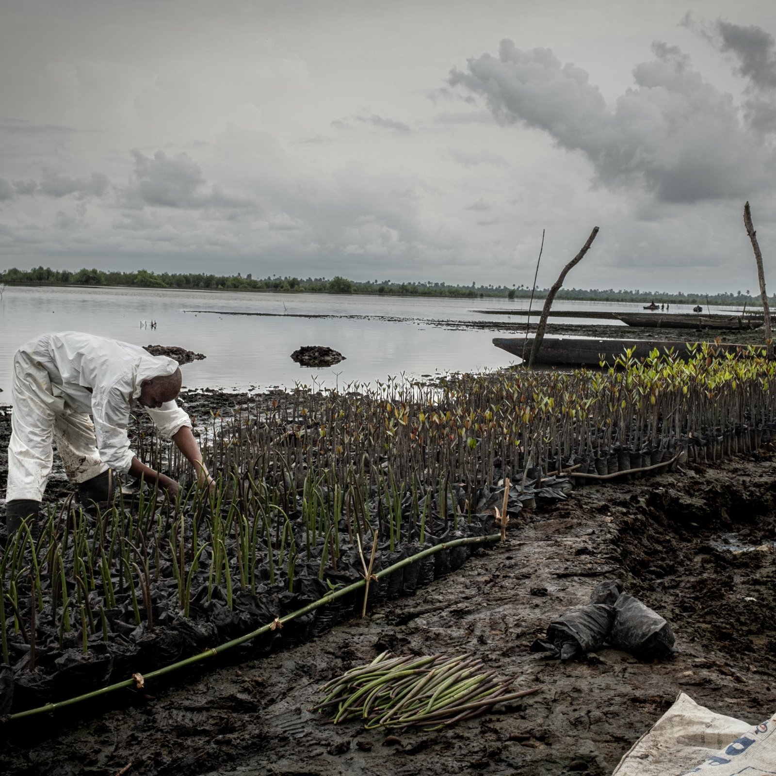 Dans cette image, on voit un homme vêtu d'une combinaison blanche, penché sur le sol marécageux d'une zone côtière. Il s'affaire à planter ou à entretenir de jeunes pousses de mangroves, alignées sur des plates-bandes sombres. La mer calme s'étend en arrière-plan, sous un ciel nuageux et gris, donnant une ambiance de paix mais aussi d'instabilité. Autour de lui, il y a des troncs d'arbres et des branches, et la nature semble en pleine régénération. La scène illustre bien les efforts de reforestation et la protection des écosystèmes côtiers.