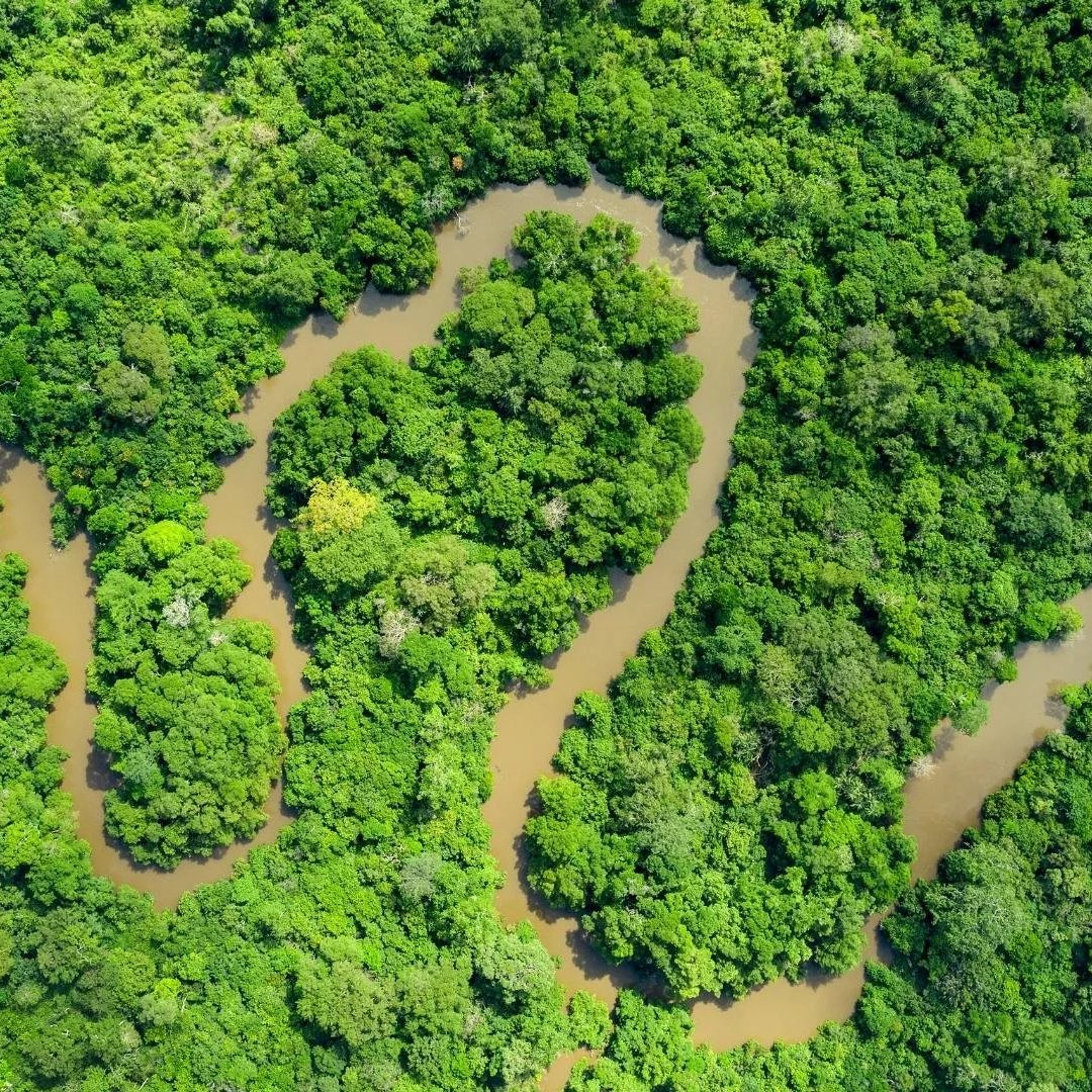 Imaginez un vaste paysage de jungle dense, rempli de feuillages luxuriants. Les arborescences forment un épais tapis de couleur verte, parsemé de différentes nuances allant du vert clair au vert foncé. À travers cette verdure, un cours d'eau serpentant s'étend, avec des eaux brunâtres qui reflètent la lumière. Le fleuve s'enroule et se tord, créant des motifs sinueux qui traversent la forêt. On peut presque sentir l'humidité de l'air et entendre le doux murmure de l'eau qui coule entre les arbres. C'est un endroit sauvage et paisible, où la nature règne en maître.
