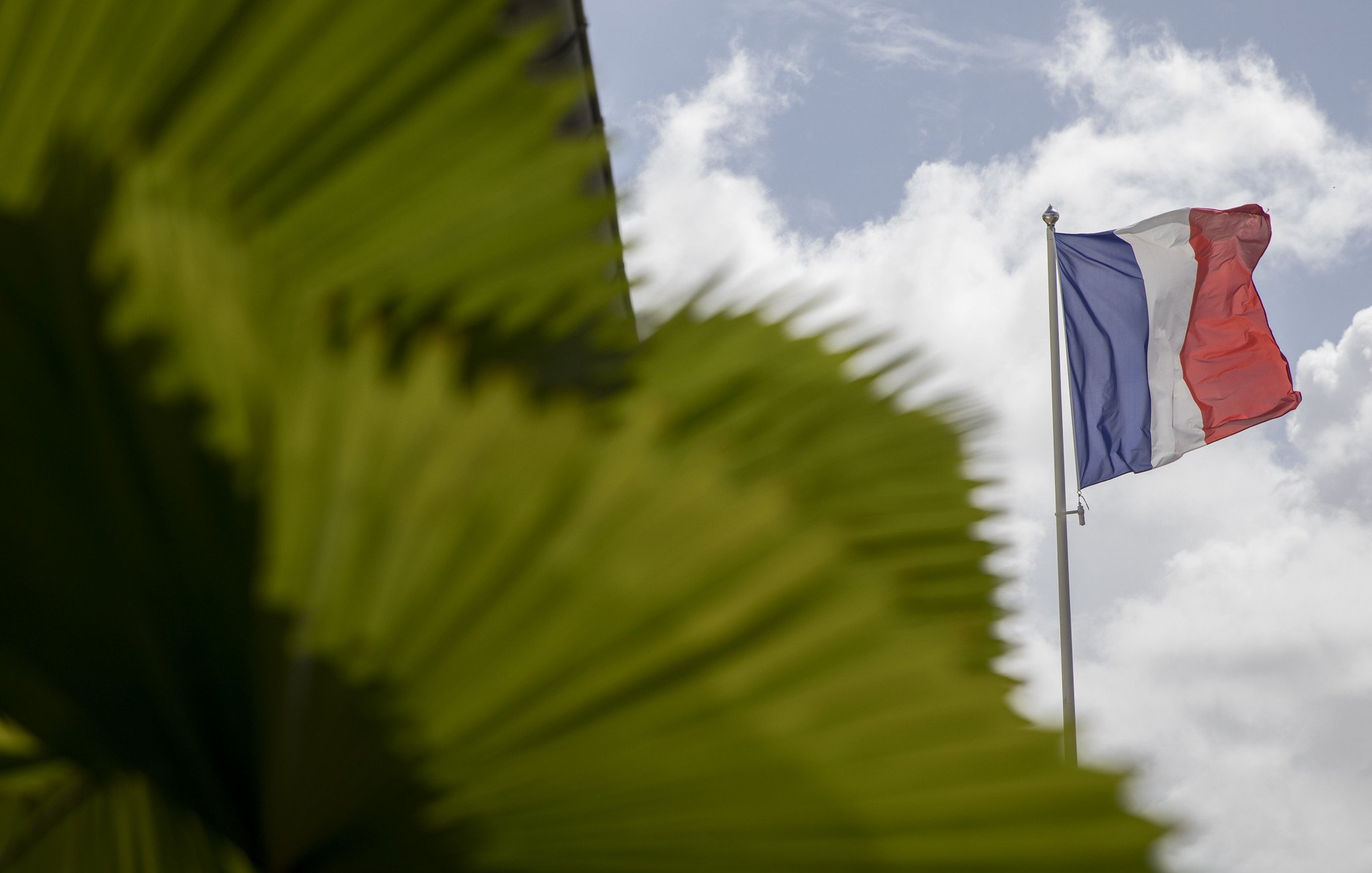 L'image présente un drapeau français flottant au vent. Le drapeau est tricolore, composé de trois bandes verticales : bleu à gauche, blanc au centre et rouge à droite. En avant-plan, on aperçoit des feuilles vertes luxuriantes, probablement d'une plante tropicale, qui ajoutent une touche de nature et de couleur à la scène. Le ciel est partiellement nuageux, ce qui crée un contraste agréable avec les couleurs vives du drapeau et le vert des feuilles. L'ensemble dégage une atmosphère à la fois nationale et naturelle.