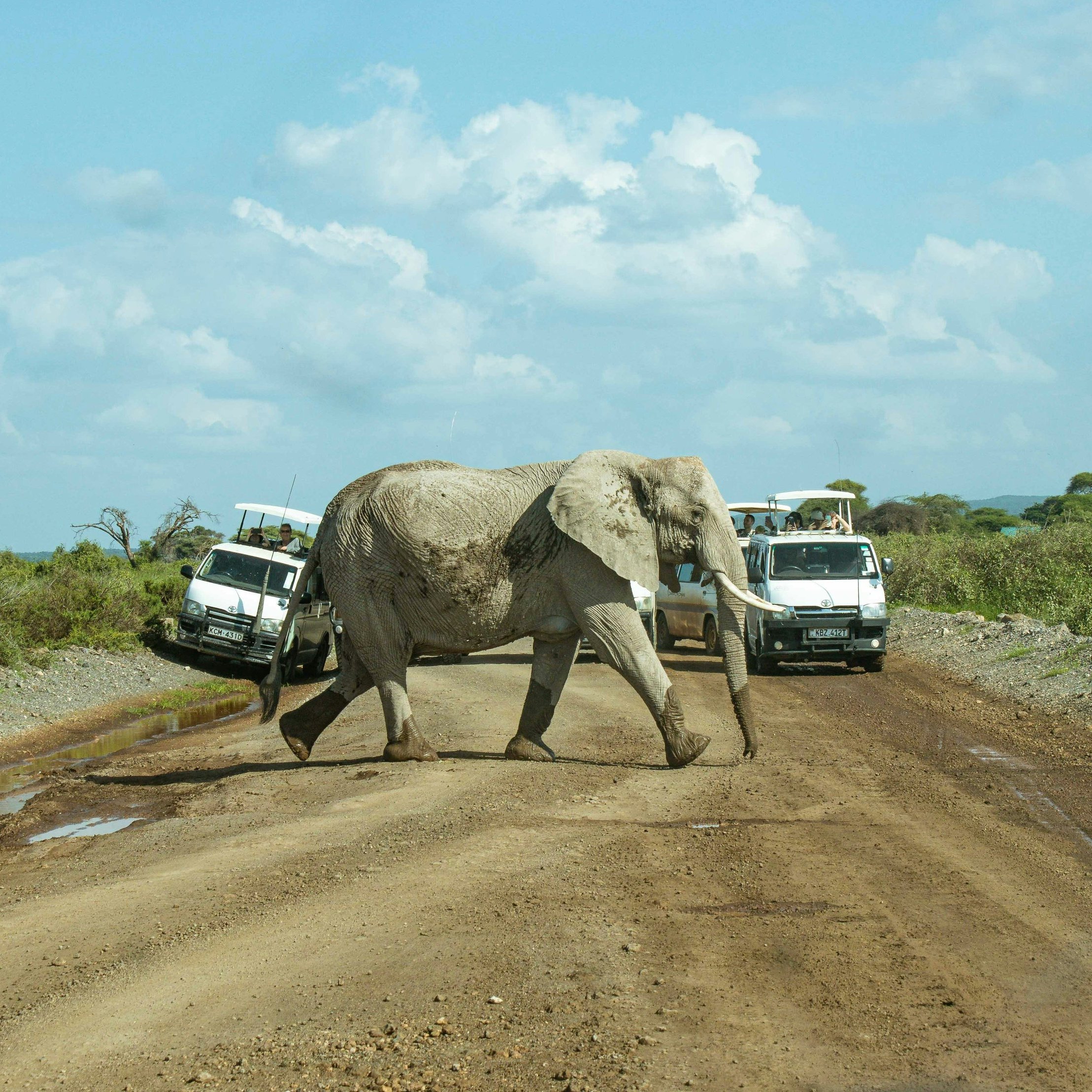 L'image montre un éléphant majestueux traversant une route en terre battue. L'éléphant se déplace lentement au centre de la route, tandis que deux véhicules tout-terrain s'arrêtent sur les côtés pour lui laisser le passage. La scène est baignée dans une lumière douce, avec un ciel bleu parsemé de nuages blancs. Au loin, on aperçoit une végétation verte et des arbres, évoquant un environnement naturel sauvage. L'atmosphère est paisible, capturant un moment d'interaction entre la faune et les visiteurs.
