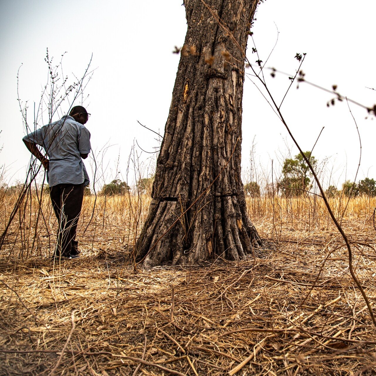 Dans cette image, on voit un homme debout près d'un grand arbre dans un paysage sec. L'arbre a un tronc épais et une écorce striée. Le sol est couvert de longues herbes jaunes et brunes, suggérant un environnement aride. À l'arrière-plan, on aperçoit quelques arbres dispersés dans la prairie, mais le paysage est principalement dégagé. L'homme, vêtu d'une chemise claire et de pantalons sombres, semble observer l'arbre avec attention. L'atmosphère générale évoque une sensation de calme, malgré la sécheresse du terrain.