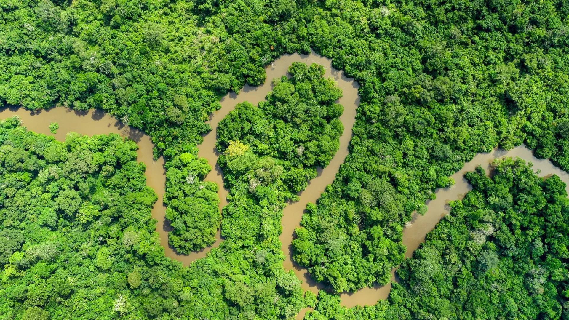 Imaginez un vaste paysage de jungle dense, rempli de feuillages luxuriants. Les arborescences forment un épais tapis de couleur verte, parsemé de différentes nuances allant du vert clair au vert foncé. À travers cette verdure, un cours d'eau serpentant s'étend, avec des eaux brunâtres qui reflètent la lumière. Le fleuve s'enroule et se tord, créant des motifs sinueux qui traversent la forêt. On peut presque sentir l'humidité de l'air et entendre le doux murmure de l'eau qui coule entre les arbres. C'est un endroit sauvage et paisible, où la nature règne en maître.