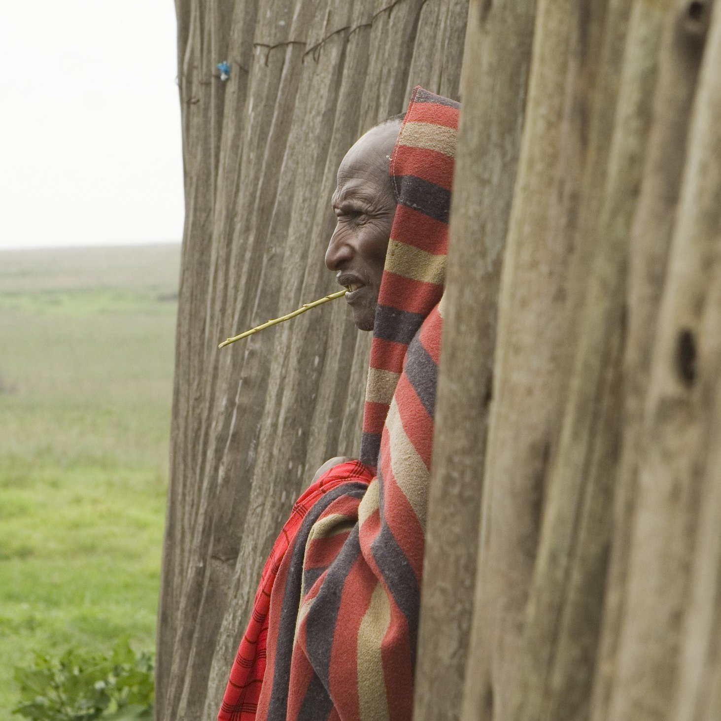 L'image représente un homme Maasai se tenant près d'une structure en bois, probablement une hutte traditionnelle. Il porte un châle coloré, fait de motifs rouges et noirs, typique de sa culture. Son expression est pensive, et il a une tige de plante entre les dents, ce qui ajoute à son air contemplatif. À l'arrière-plan, on peut apercevoir des prairies vastes et ouvertes, typiques de la région, suggérant une ambiance calme et naturelle. L'atmosphère générale de l'image transmet une connexion profonde avec la culture locale et le paysage environnant.