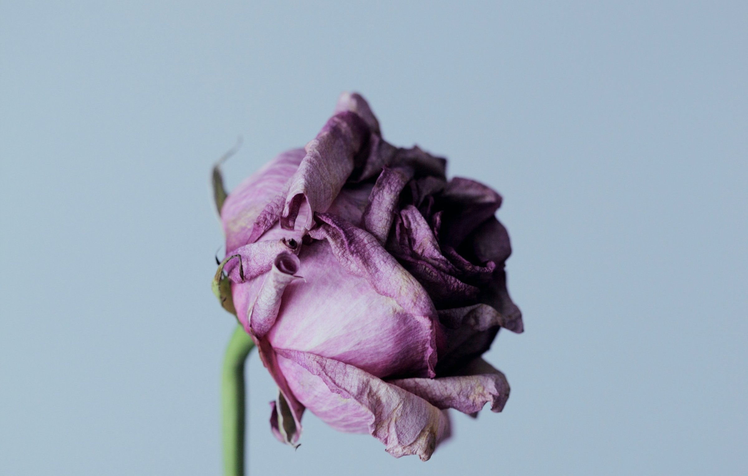 L'image présente une rose fanée, dont les pétales sont d'un violet doux qui frôle le mauve. Les contours des pétales sont délicatement fripés, témoignant du passage du temps. La tige, fine et élancée, est d'un vert pâle, contrastant avec la couleur plus sombre de la fleur. La rose est placée dans un vase en verre transparent, laissant transparaître la simplicité de la composition. L'arrière-plan est neutre, ce qui met en valeur la beauté délicate de la rose, malgré son état fané. L'ensemble évoque une certaine mélancolie, mais aussi une beauté intemporelle.