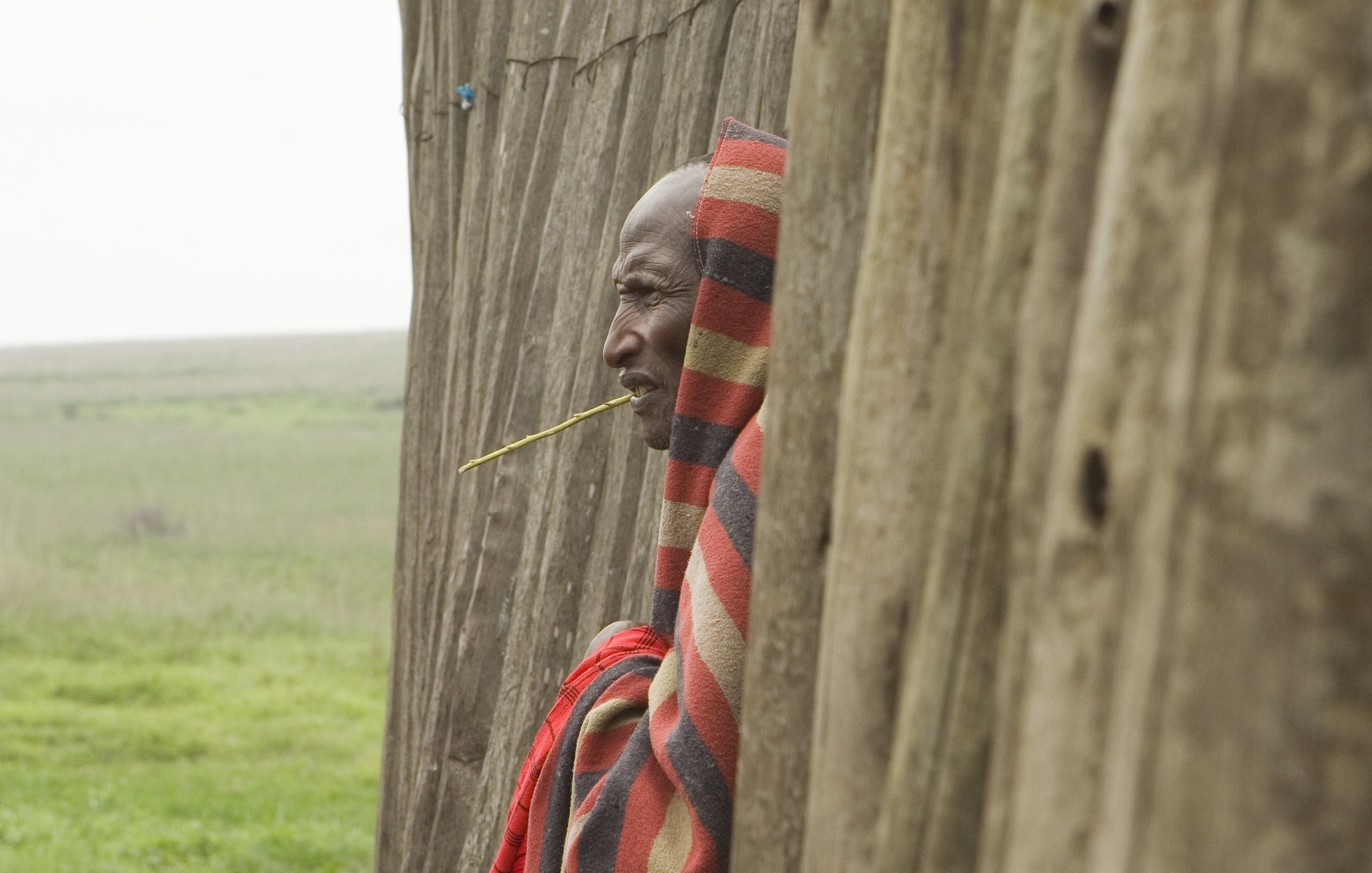 L'image représente un homme Maasai se tenant près d'une structure en bois, probablement une hutte traditionnelle. Il porte un châle coloré, fait de motifs rouges et noirs, typique de sa culture. Son expression est pensive, et il a une tige de plante entre les dents, ce qui ajoute à son air contemplatif. À l'arrière-plan, on peut apercevoir des prairies vastes et ouvertes, typiques de la région, suggérant une ambiance calme et naturelle. L'atmosphère générale de l'image transmet une connexion profonde avec la culture locale et le paysage environnant.