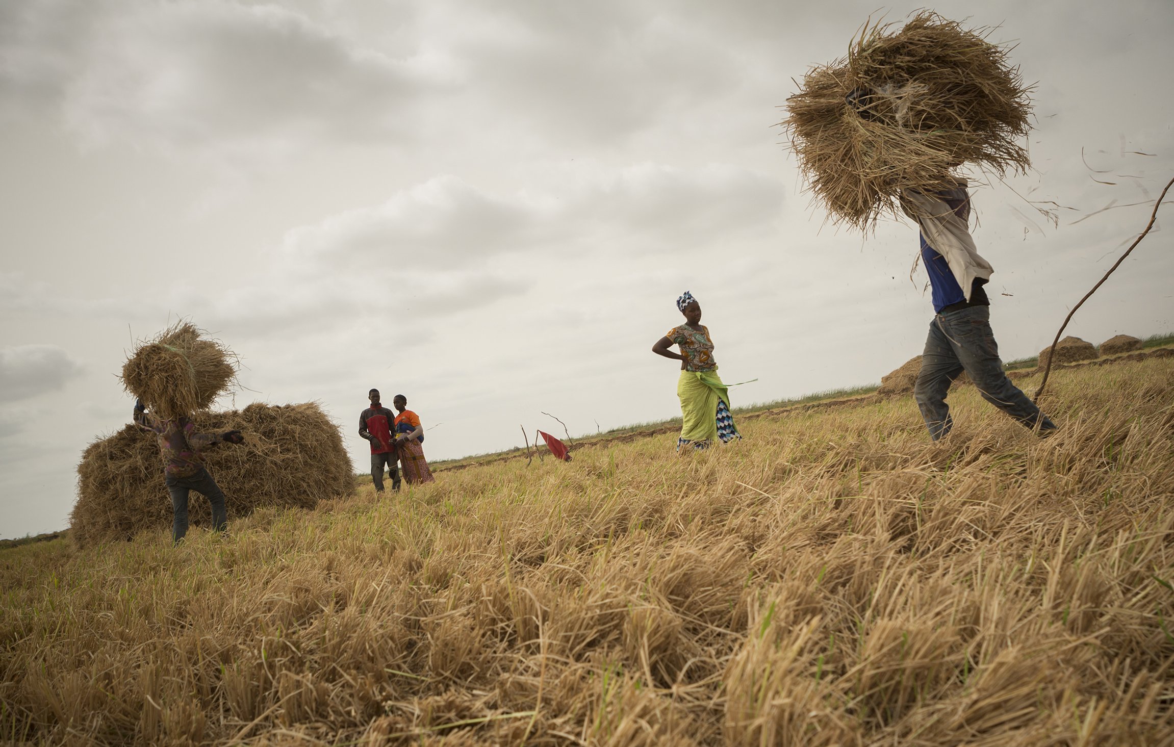 The image depicts a rural scene where several individuals are engaged in harvesting rice. In the foreground, one person is lifting a large bundle of straw or rice. In the background, a group of people can be seen working together, possibly stacking harvested straw into larger piles. The landscape appears to be an open field with golden, recently harvested rice plants scattered across the ground. The sky is overcast, suggesting a cloudy day. The atmosphere seems industrious, highlighting the communal effort in agricultural work.