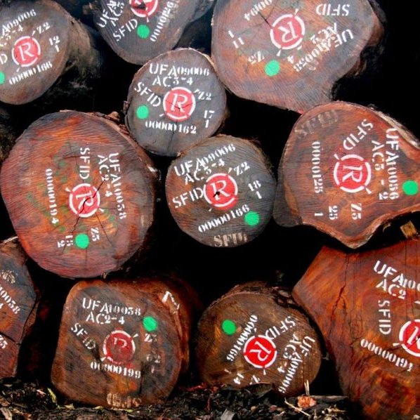 L'image montre un empilement de troncs d'arbre coupés, disposés sur le sol. Chaque rondin présente une surface lisse, révélant un bois riche en textures et en nuances de brun. Sur les troncs, on peut distinguer des marquages en peinture blanche et des points verts, suggérant une identification ou une classification. Les marquages ont une apparence bien définie, ce qui donne un aspect organisé à cet ensemble de rondins. L'atmosphère est naturelle, évoquant une scierie ou une zone de travail forestier. On peut presque sentir l'odeur du bois frais et écouter le calme de l'environnement.