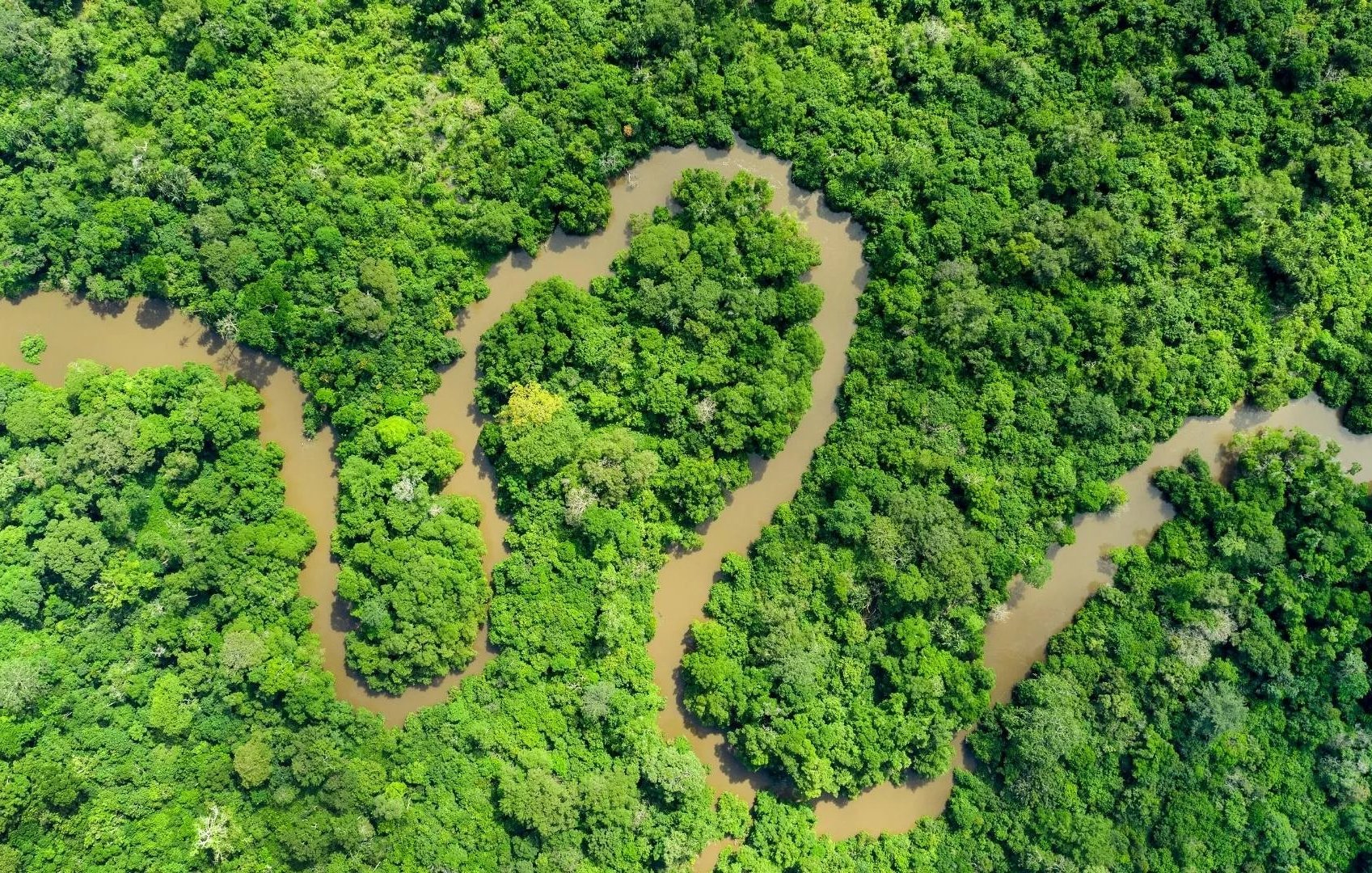 Imaginez un vaste paysage de jungle dense, rempli de feuillages luxuriants. Les arborescences forment un épais tapis de couleur verte, parsemé de différentes nuances allant du vert clair au vert foncé. À travers cette verdure, un cours d'eau serpentant s'étend, avec des eaux brunâtres qui reflètent la lumière. Le fleuve s'enroule et se tord, créant des motifs sinueux qui traversent la forêt. On peut presque sentir l'humidité de l'air et entendre le doux murmure de l'eau qui coule entre les arbres. C'est un endroit sauvage et paisible, où la nature règne en maître.