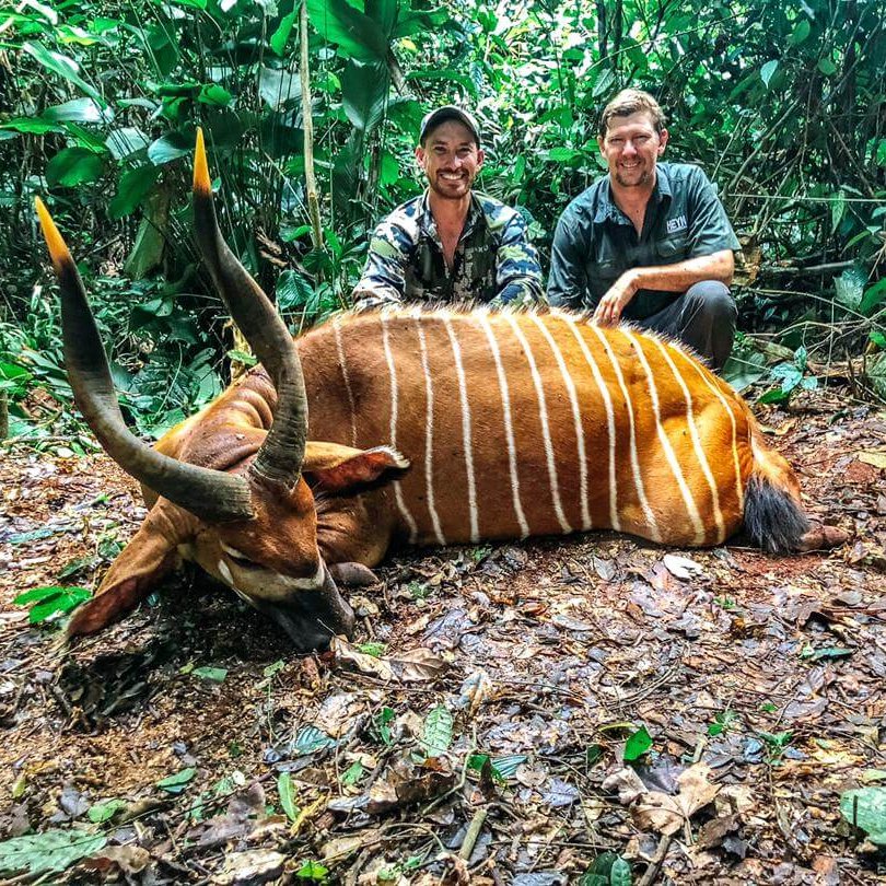 Dans cette image, deux hommes se tiennent debout près d'un grand animal couché au sol, en pleine forêt. L'animal présente un pelage brun avec des bandes blanches distinctives sur son corps, et il a de longues cornes courbées. Le fond est dense avec des feuillages verts et des arbres, évoquant un environnement tropical riche. Les hommes sourient, exprimant une attitude de fierté ou de camaraderie, tout en partageant ce moment dans la nature. Le sol est recouvert de feuilles mortes, ce qui ajoute à l'ambiance sauvage de la scène.