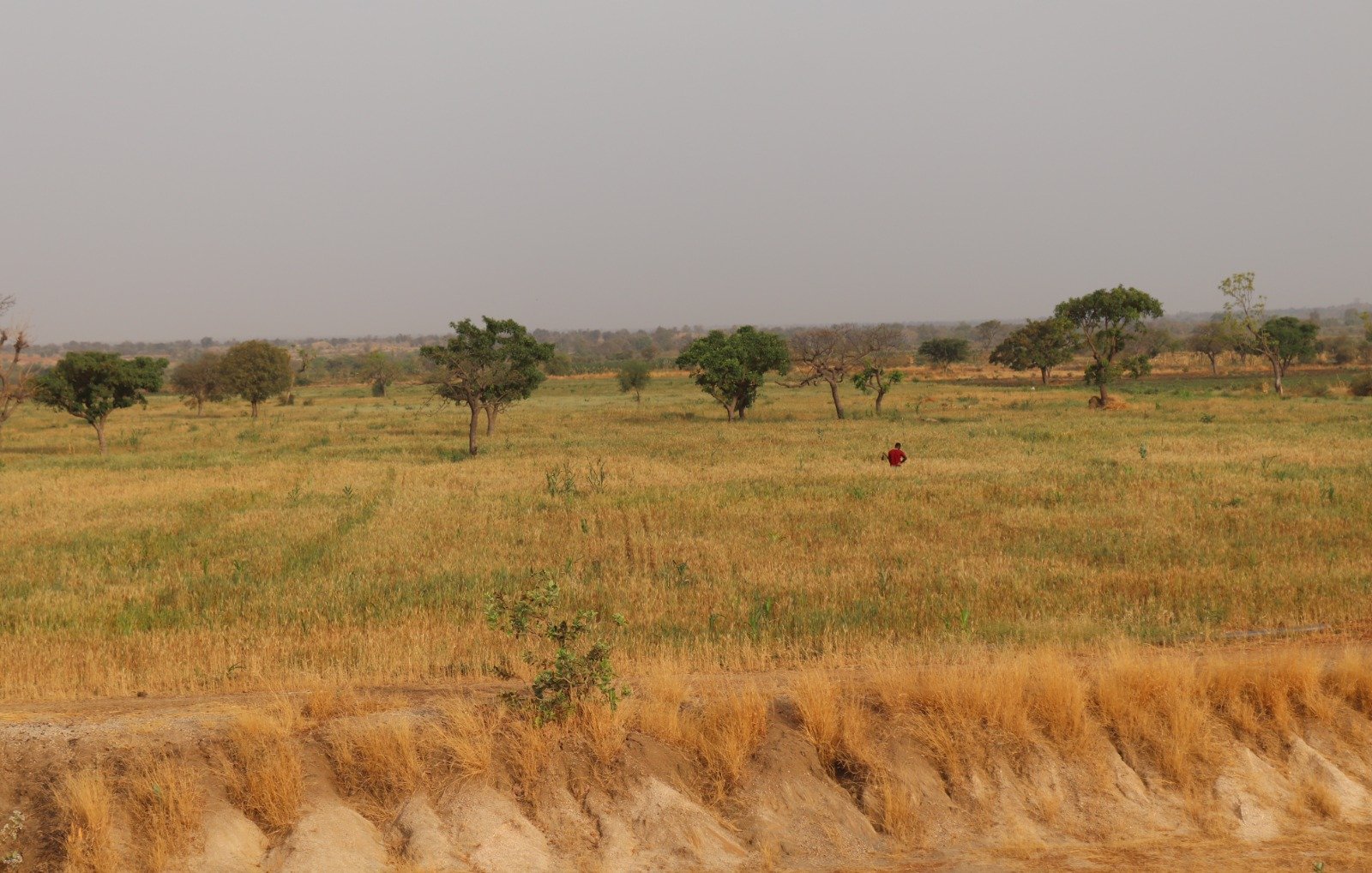 Cette image montre un vaste paysage de campagne. Au premier plan, on peut voir un sol légèrement incliné, avec une texture sèche et beige, indiquant une période de sécheresse. En arrière-plan, une étendue de champs couleur or se déploie, parsemée de quelques arbres verts à feuillage. Le ciel est couvert d'un léger nuage, créant une atmosphère calme et paisible. Au centre de la scène, une silhouette humaine, vêtue de rouge, se tient debout, semblant observer les alentours. L'ensemble dégage une impression de sérénité et de connexion avec la nature.