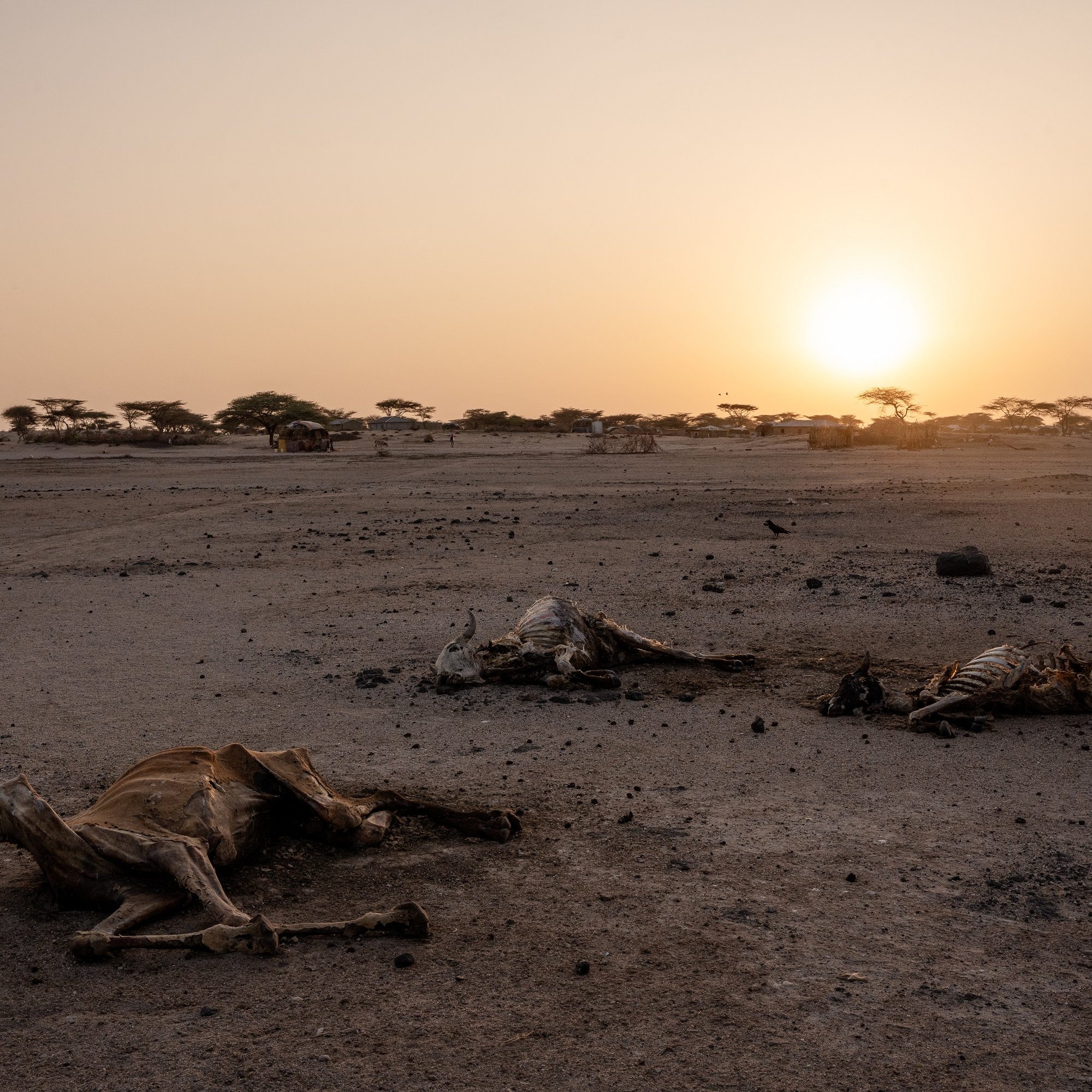 L'image montre un paysage désertique à la lumière du coucher de soleil. Le sol est aride, couvert de poussière et de petites pierres, et l'horizon est dégagé. Au premier plan, on voit plusieurs carcasses d'animaux, probablement des animaux de pâturage, gisant sur le sol. Leur état indique une mort récente, sans signes de vie autour. À l'arrière-plan, des silhouettes d'arbres se dessinent contre le ciel orangé. Un oiseau vole au-dessus, ajoutant une note de solitude à la scène. L'atmosphère générale est celle de la désolation et de la sécheresse.