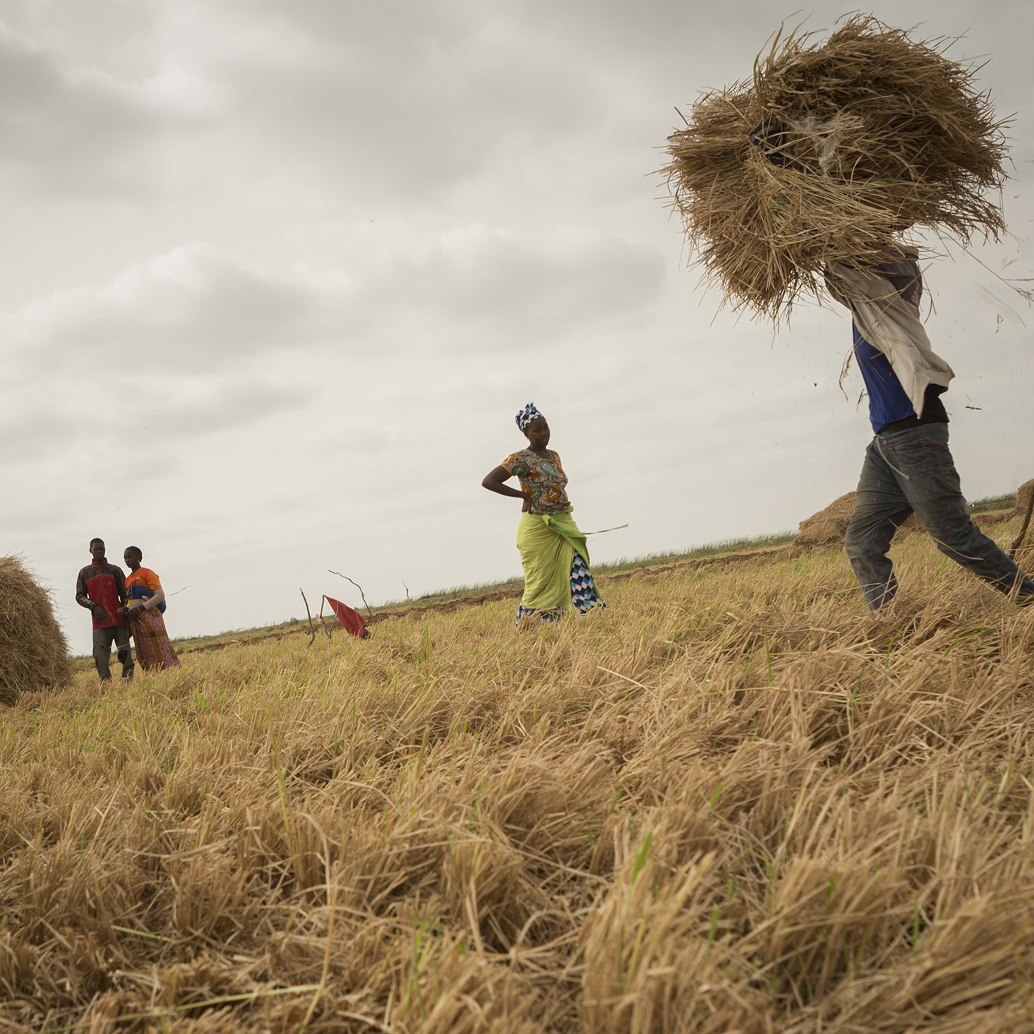 L'image montre un paysage de champ de riz où des travailleurs s'affairent à la récolte. Au premier plan, une personne soulève une gerbe de paille, tandis que d'autres groupes de personnes se tiennent à différentes distances, certaines attendant près de grands tas de paille. Le sol est recouvert d'une couche de paille dorée, témoignant de la récolte. Le ciel est nuageux, ce qui crée une lumière diffuse sur la scène, ajoutant une atmosphère calme et laborieuse à l'environnement. On peut imaginer la chaleur de la journée et les sons du travail, comme le bruit du froissement de la paille et les échanges entre les récolteurs.