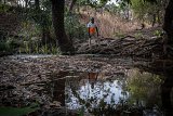 Célestin Tankouwanou observe un ruisseau pollué par les produits chimiques utilisés pour la culture intensive du coton dans la zone.